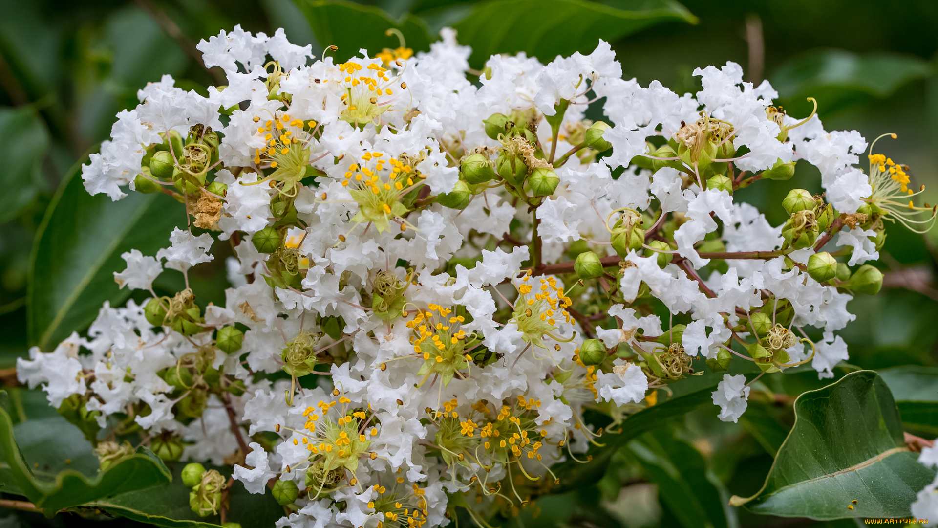 цветы, лагерстрёмия, , катальпа, катальпа