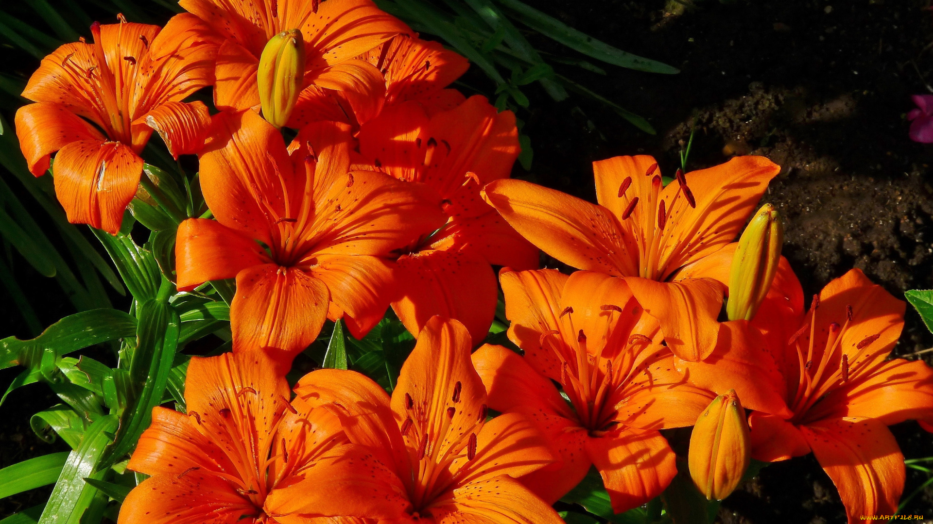 цветы, лилии, , лилейники, много, красные