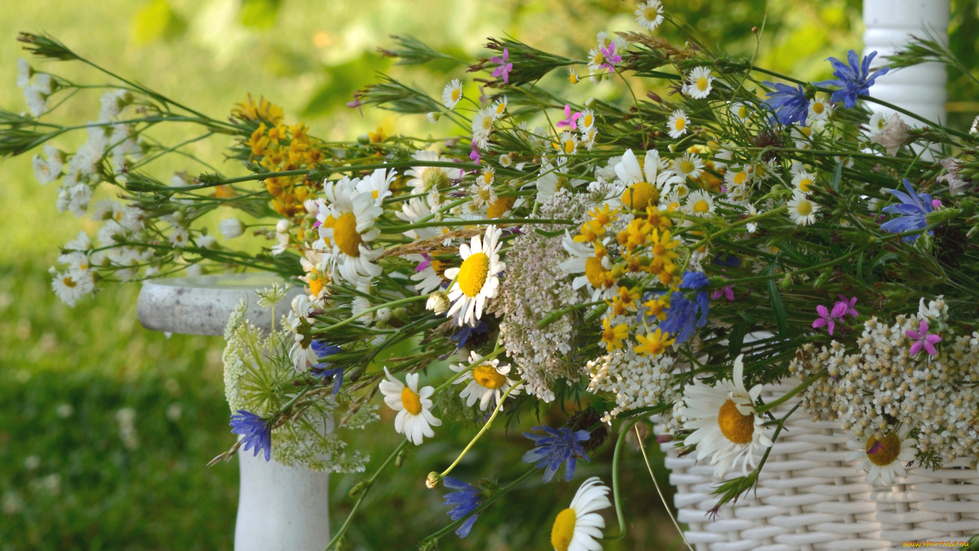 цветы, луговые, , полевые, , цветы, васильки, ромашки, тысячелистник