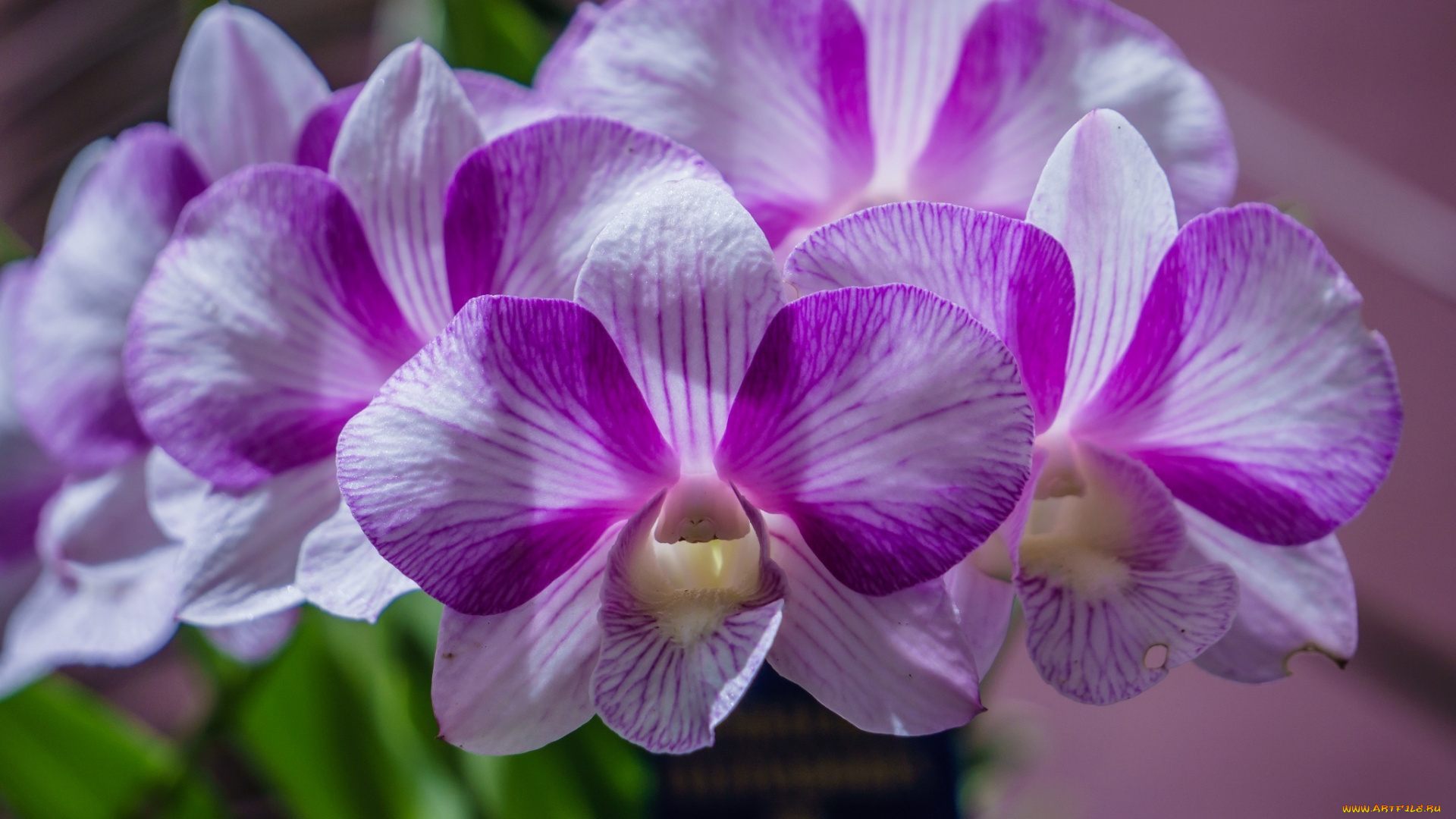 цветы, орхидеи, лепестки, сиреневый, нежный, макро