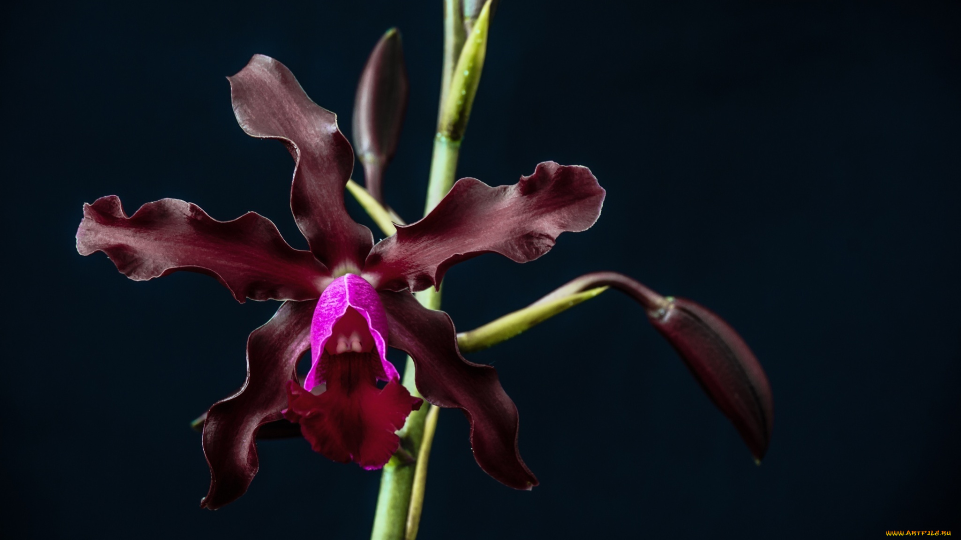 цветы, орхидеи, макро, лепестки, темный