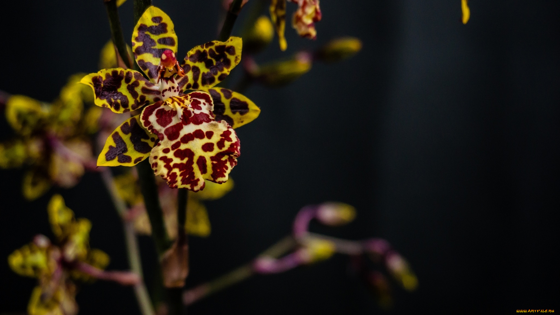 цветы, орхидеи, яркий, пестрый, цветок, макро