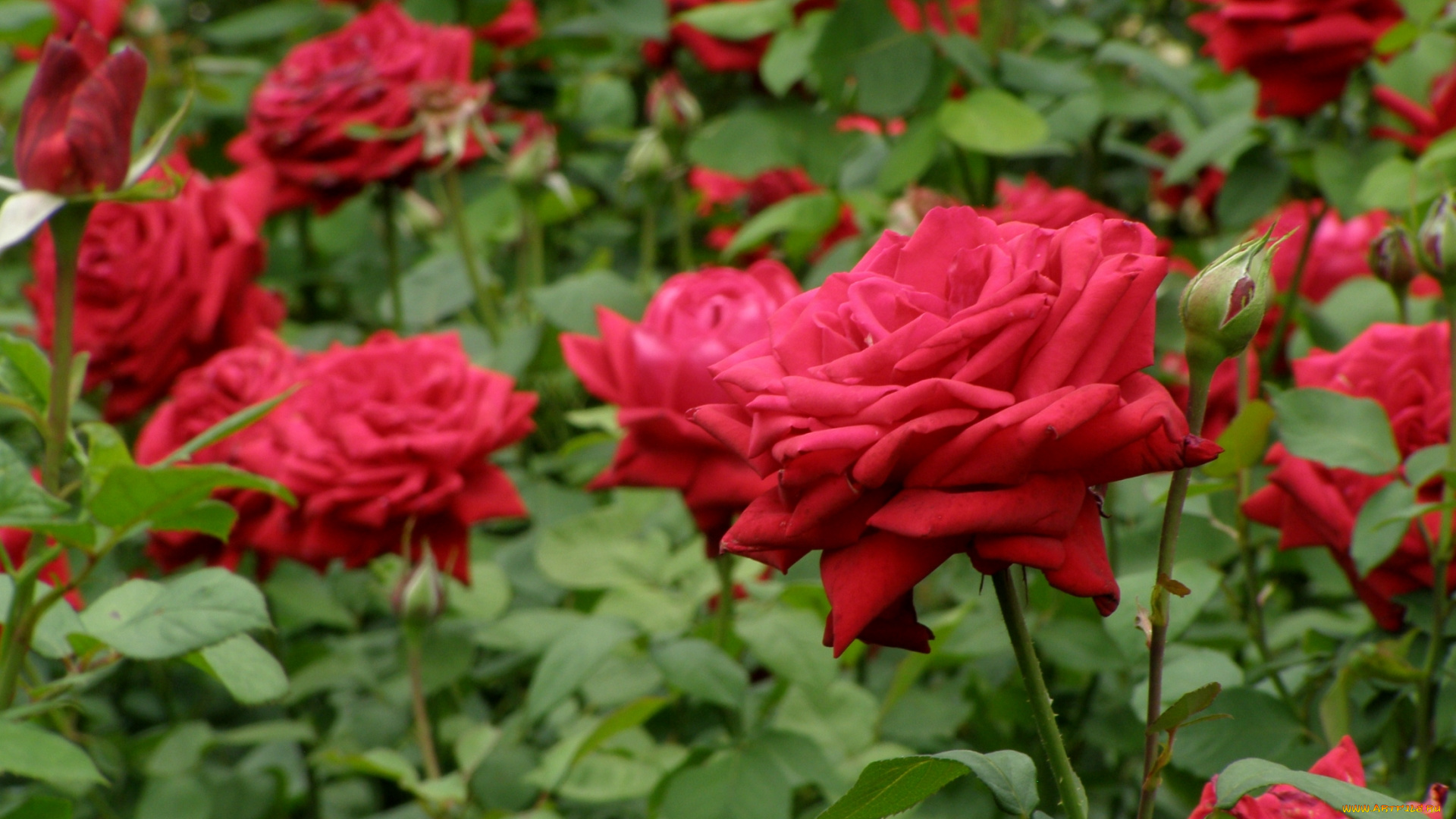 цветы, розы, красный