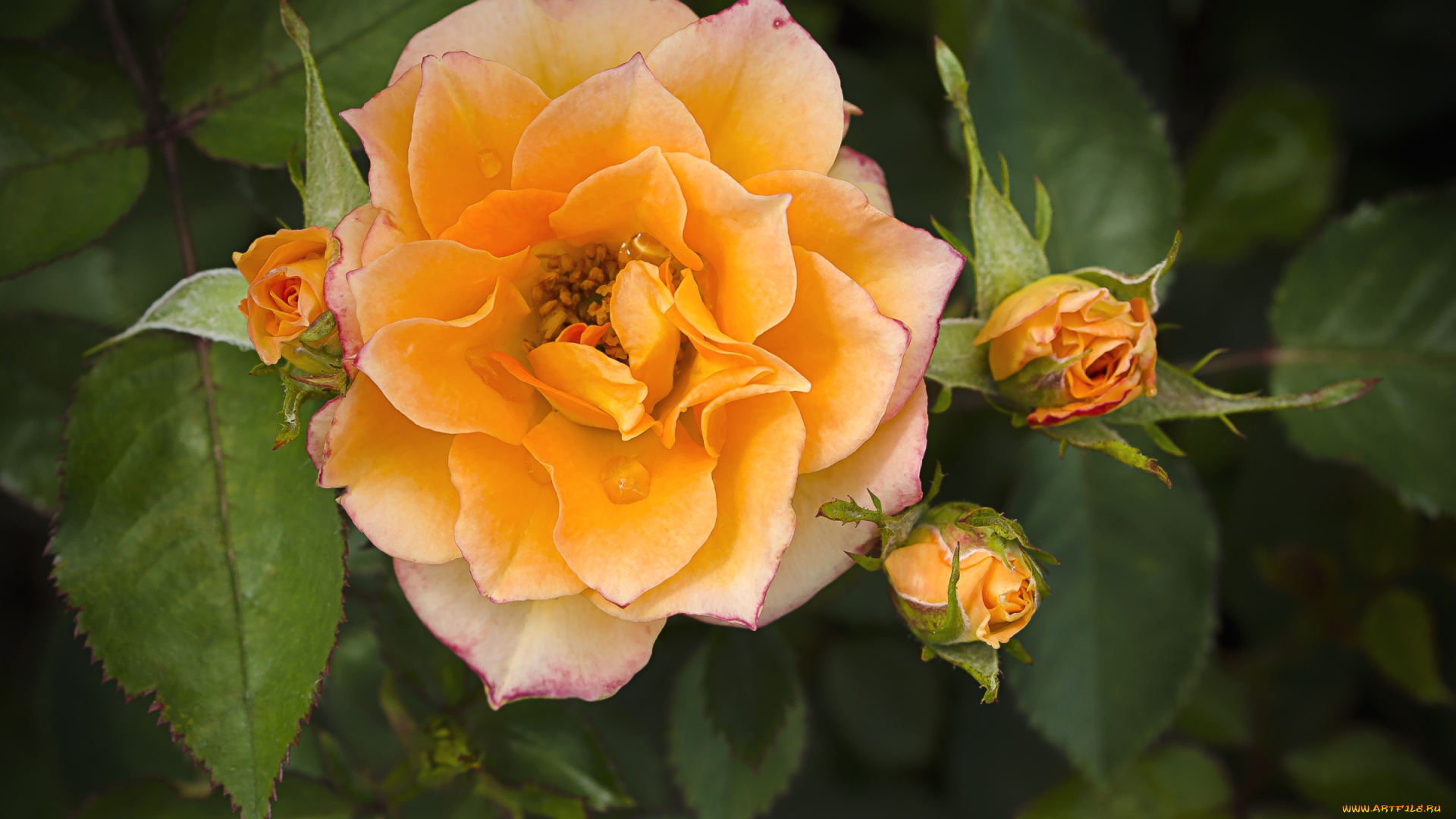 цветы, розы, макро