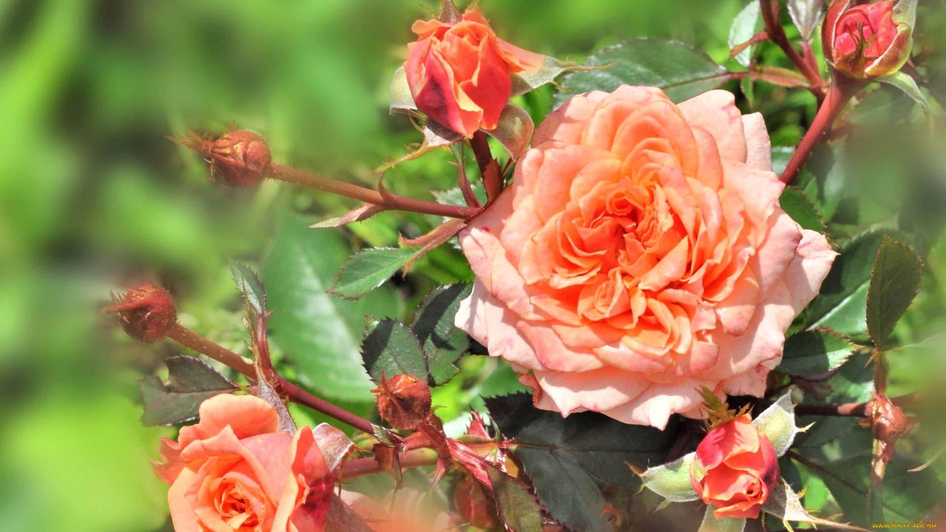 цветы, розы, персик