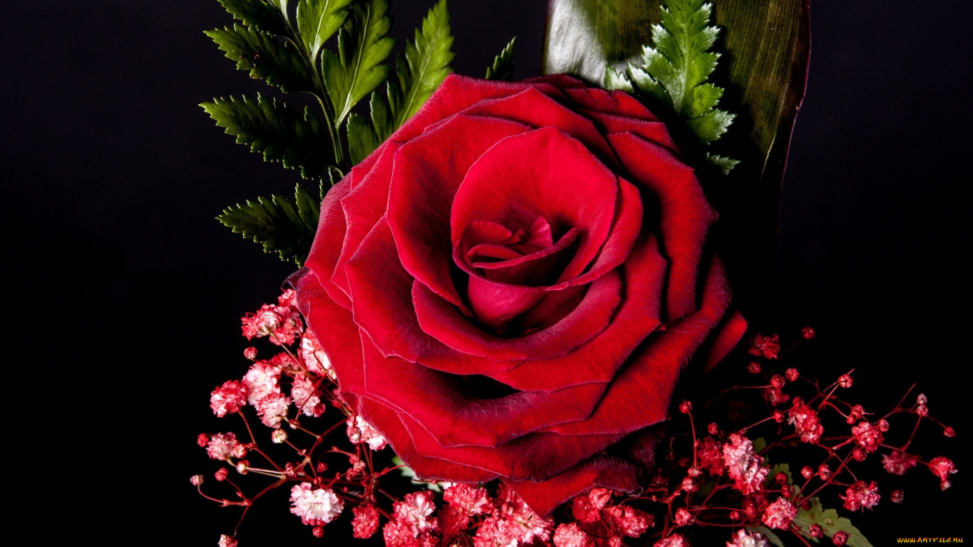 цветы, розы, роза, алая, листья, лепестки