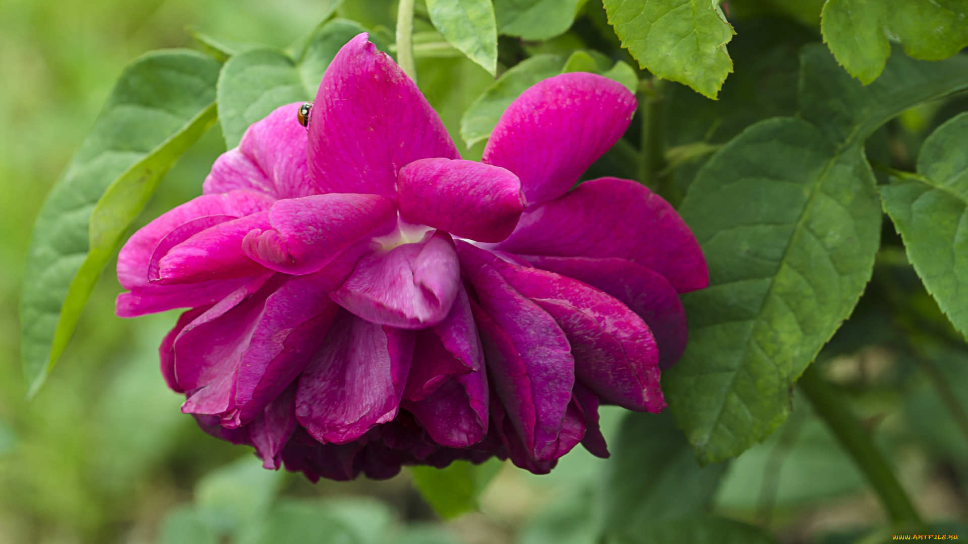 цветы, розы, яркий