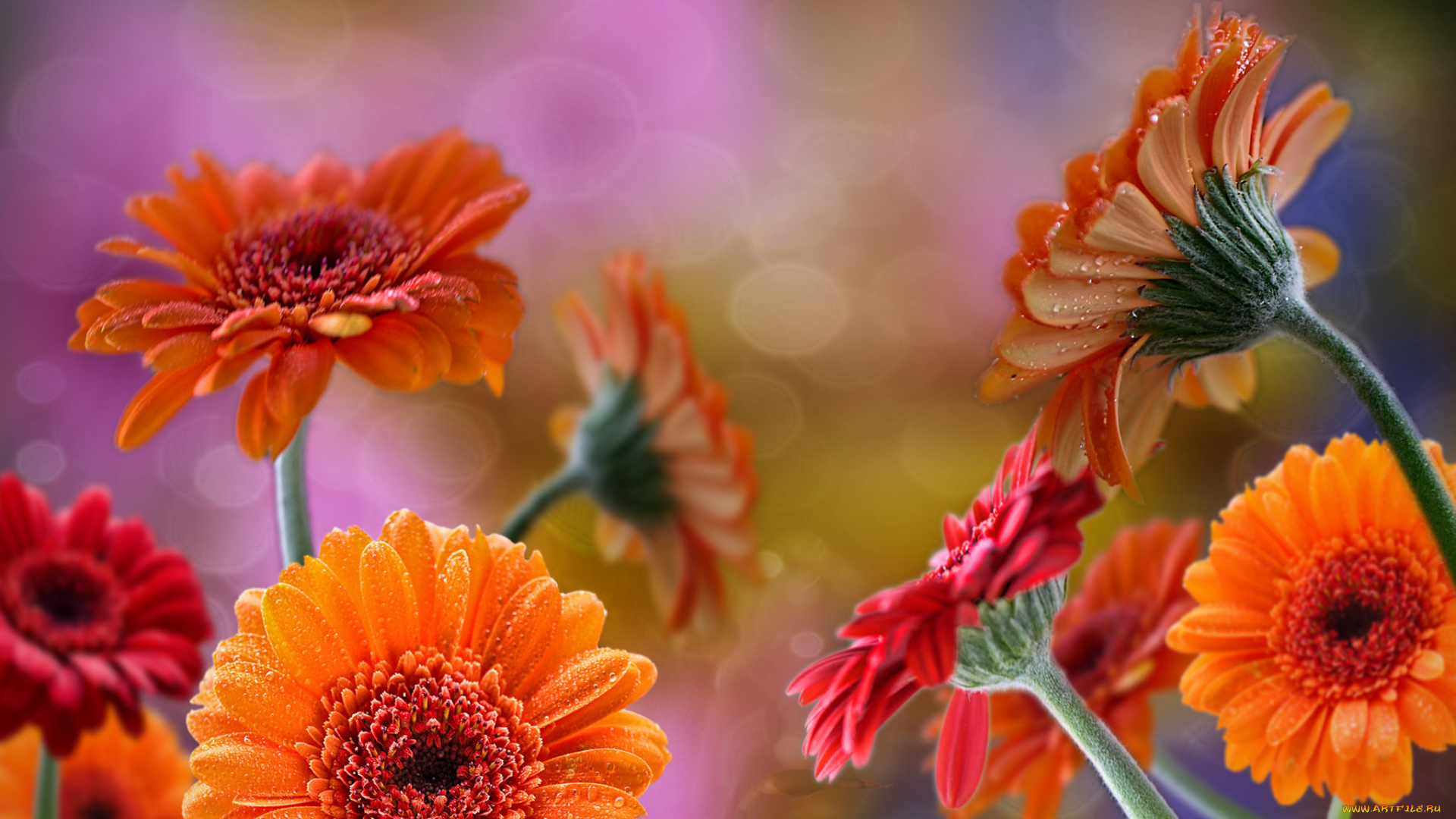 разное, компьютерный, дизайн, герберы, цветы