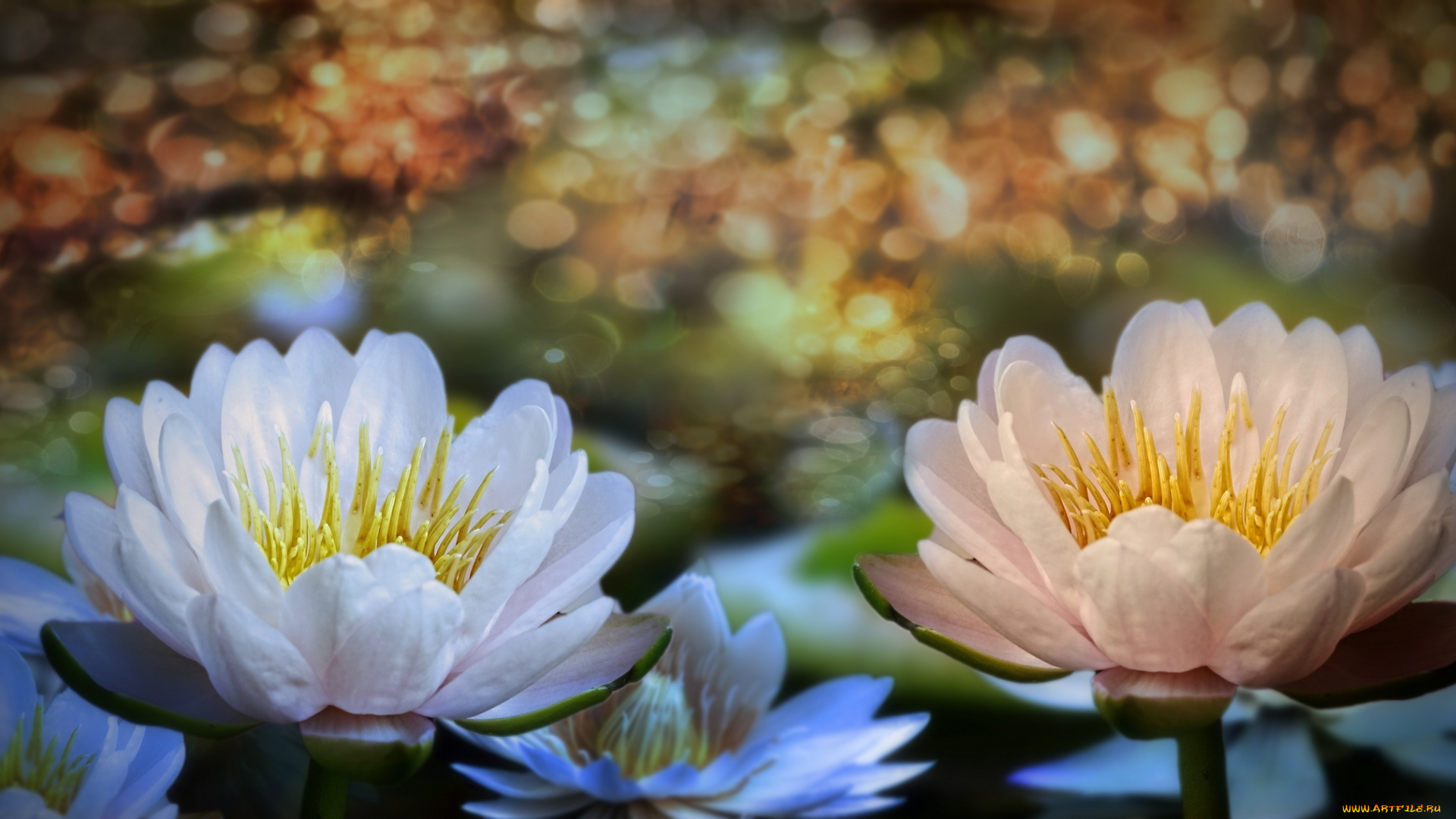 разное, компьютерный, дизайн, водяные, лилии, цветы, 3d