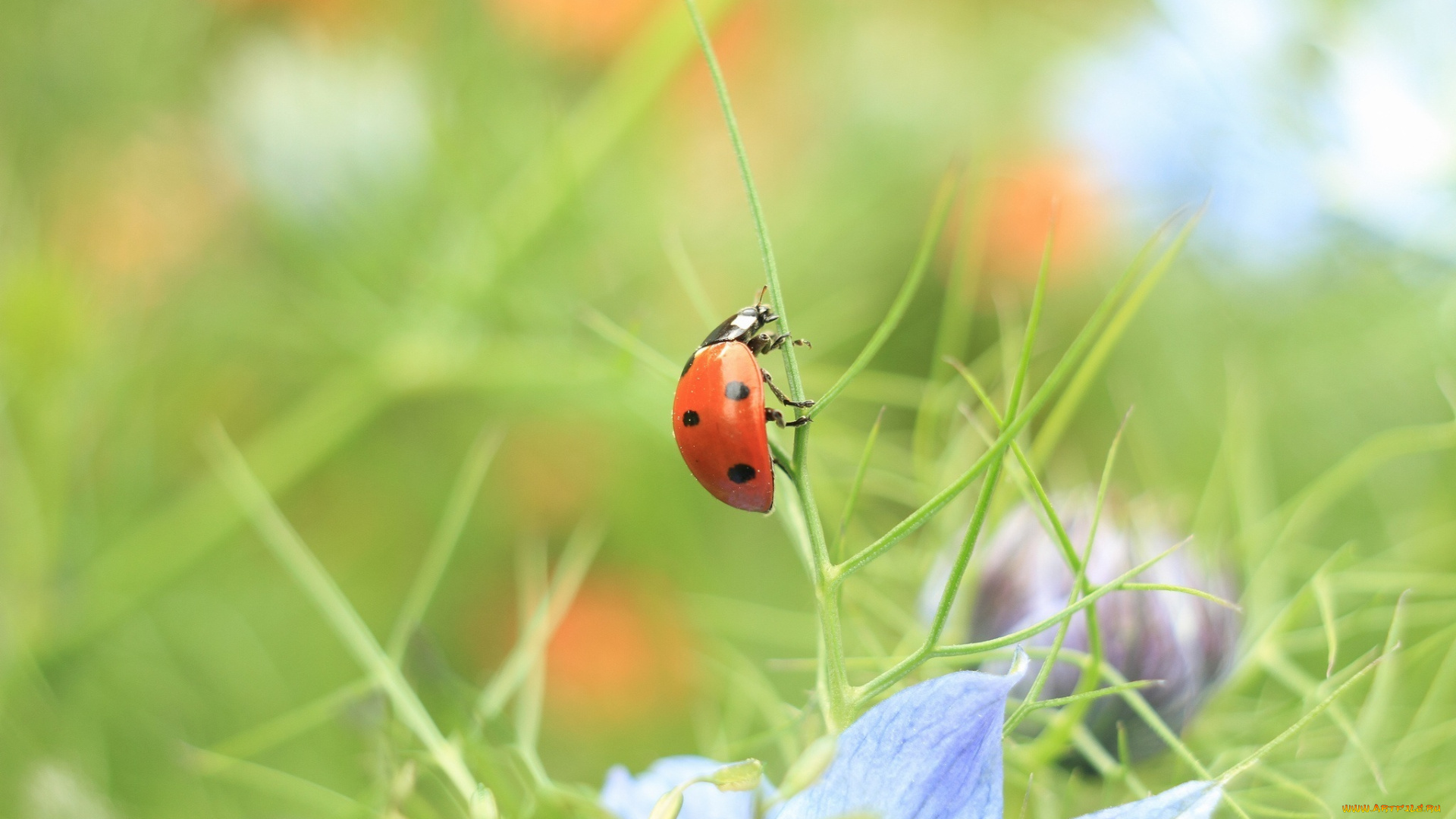 животные, божьи, коровки, трава, зеленый, макро