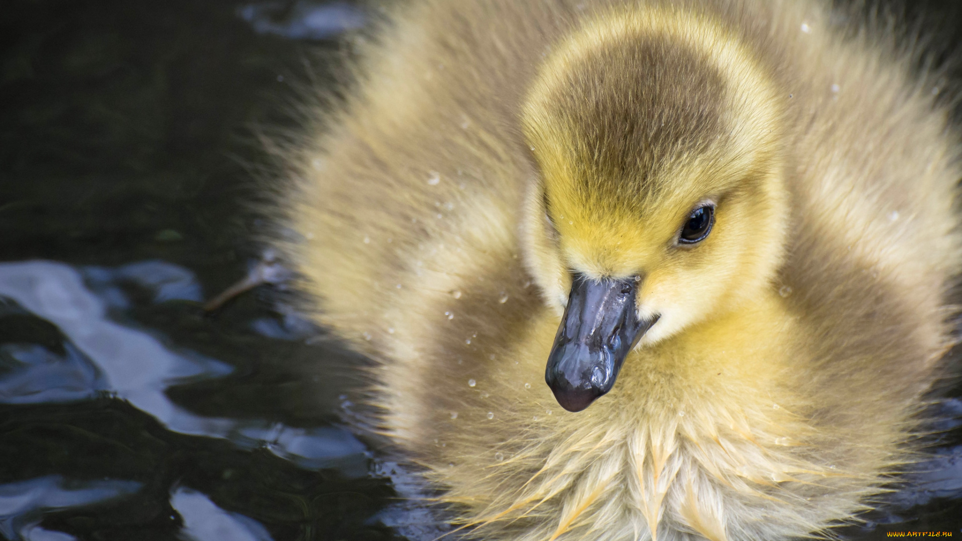 животные, гуси, птенец