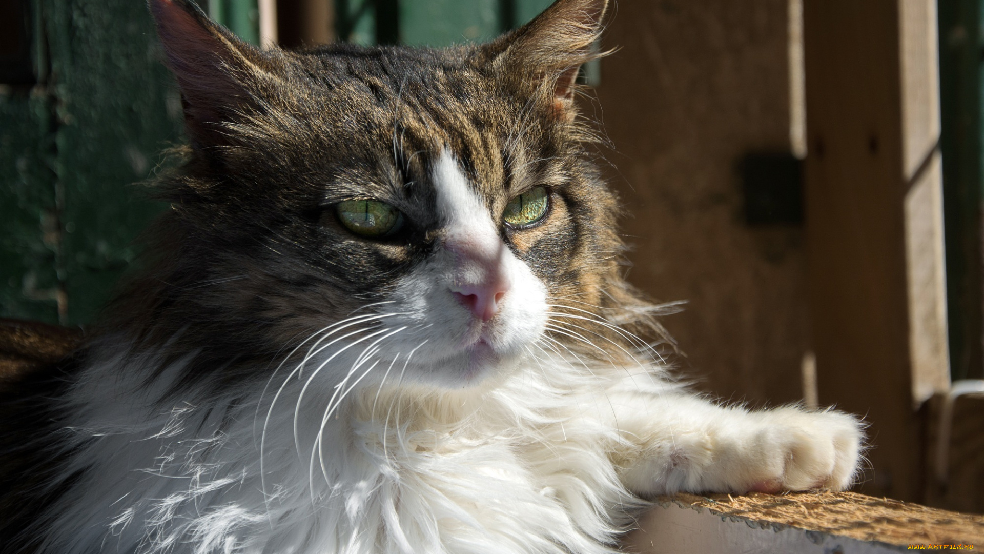 животные, коты, лапа, мордочка, свет, тень