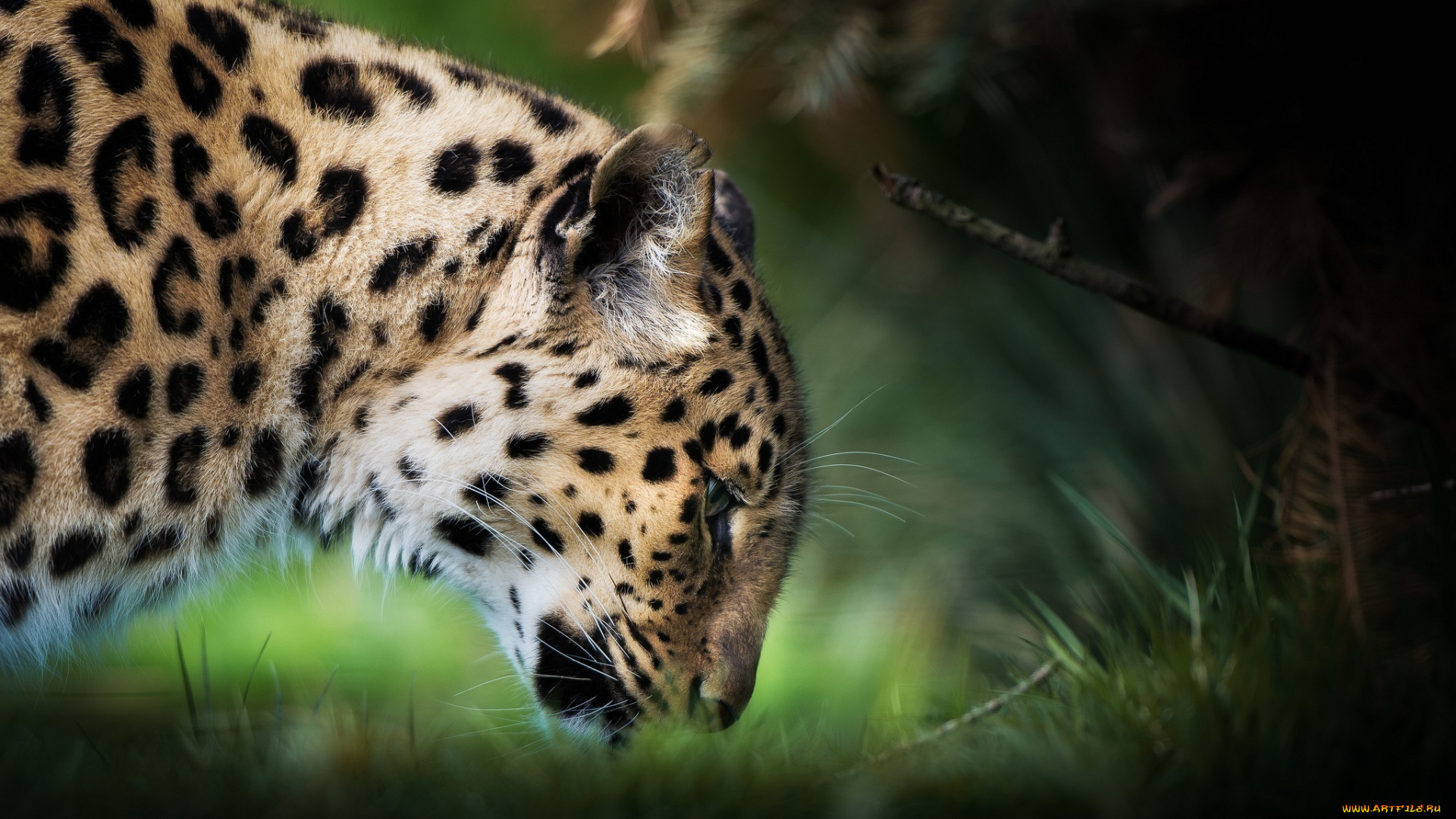 животные, леопарды, пятна, профиль, морда, амурский, хищник, трава