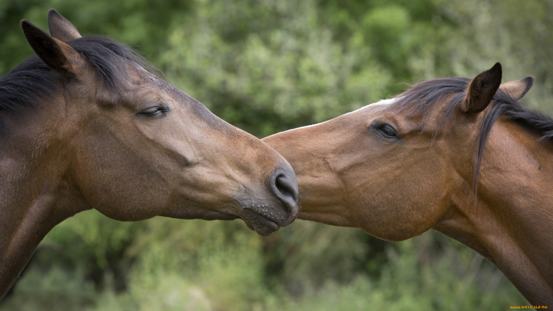животные, лошади, любовь, пара, морда, профиль, дружба, кони, ласка