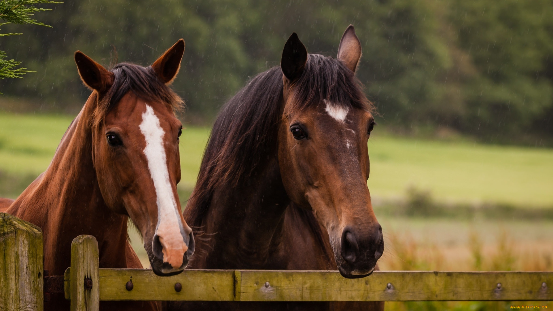 животные, лошади, пара, загон, дождь, ограда, морда, кони
