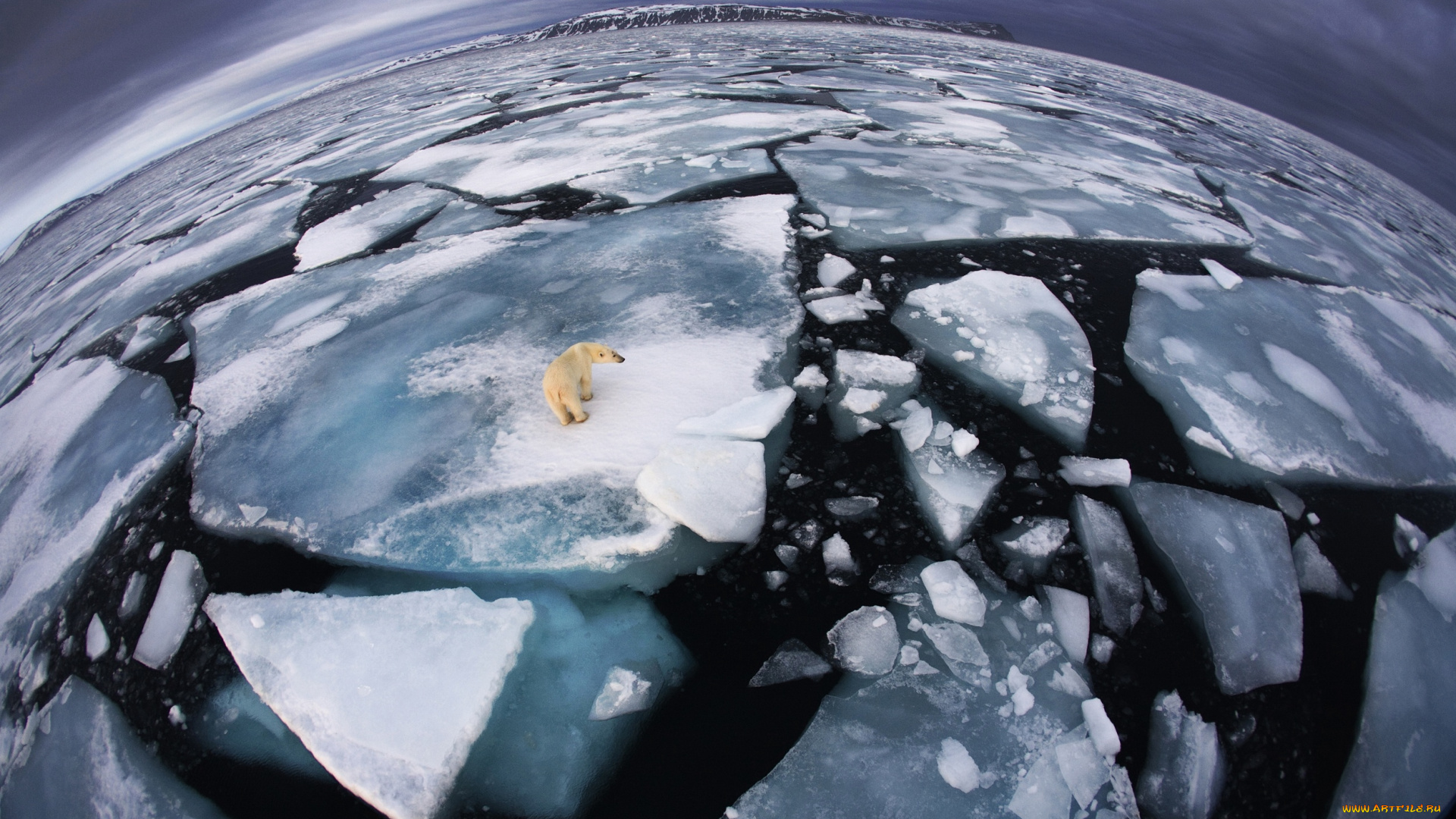 животные, медведи, белый, медведь, ледник, холод, мороз, океан, зима, одиночесто