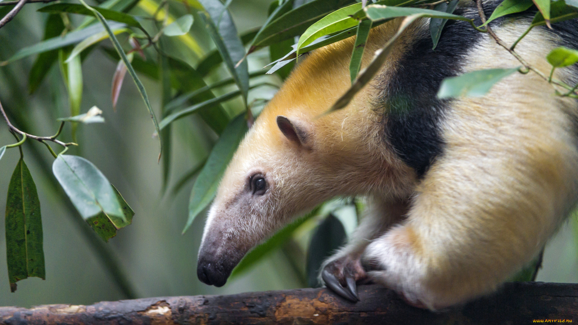 животные, муравьеды, нос