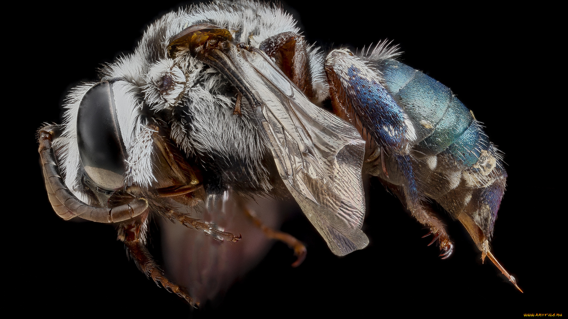 животные, насекомые, макросъемка, насекомое