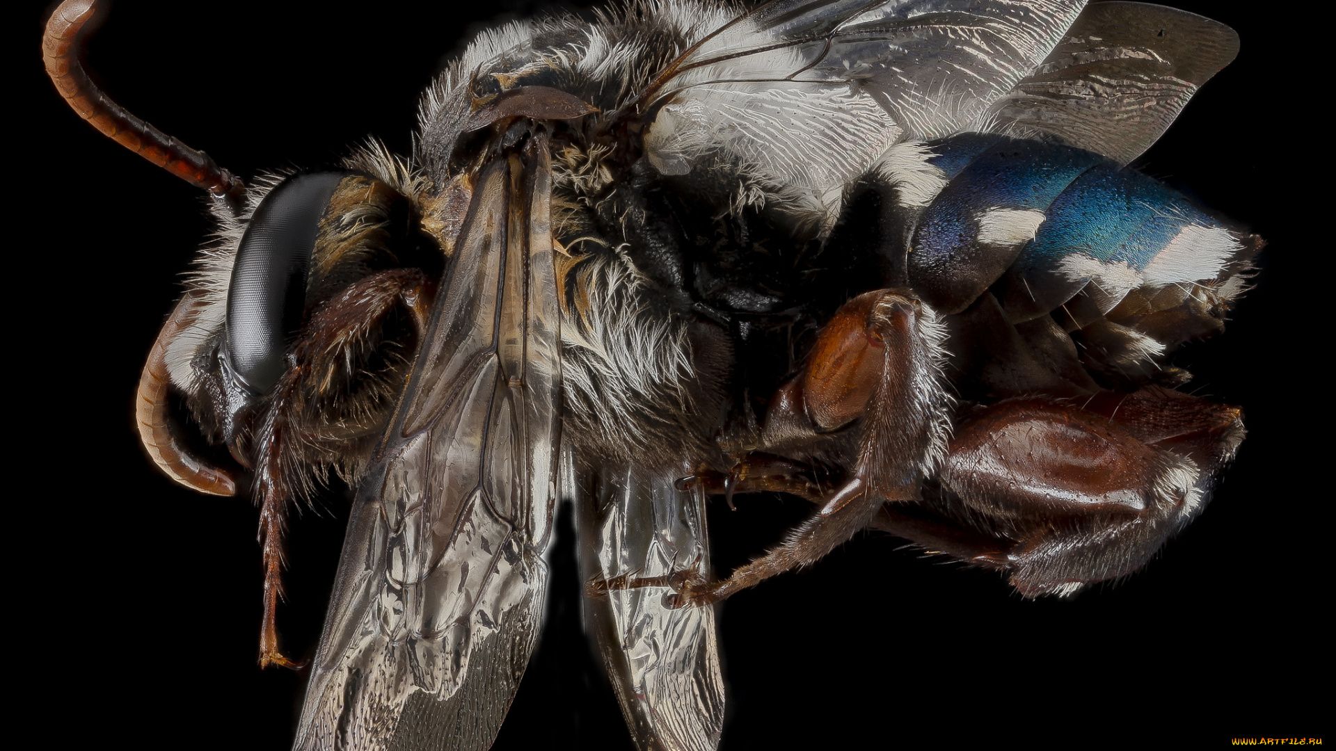 животные, насекомые, макросъемка, насекомое