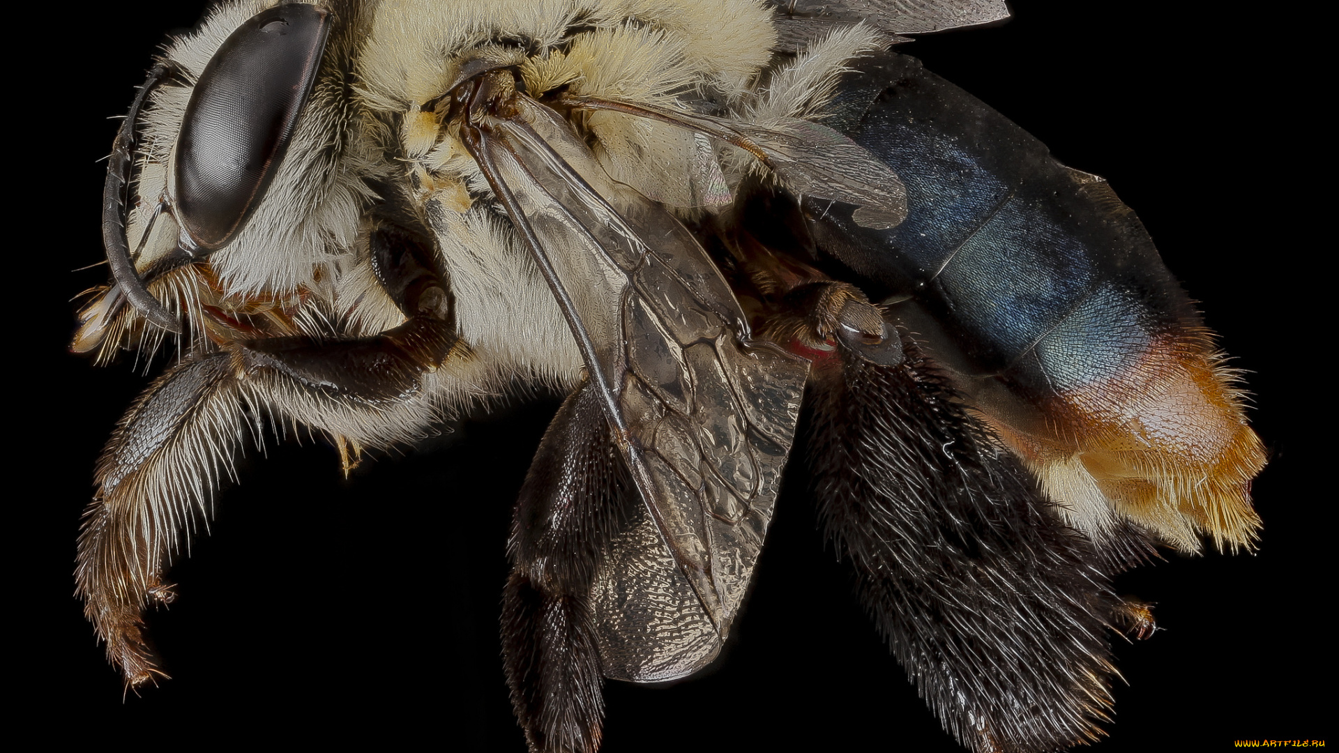 животные, насекомые, макросъемка, насекомое