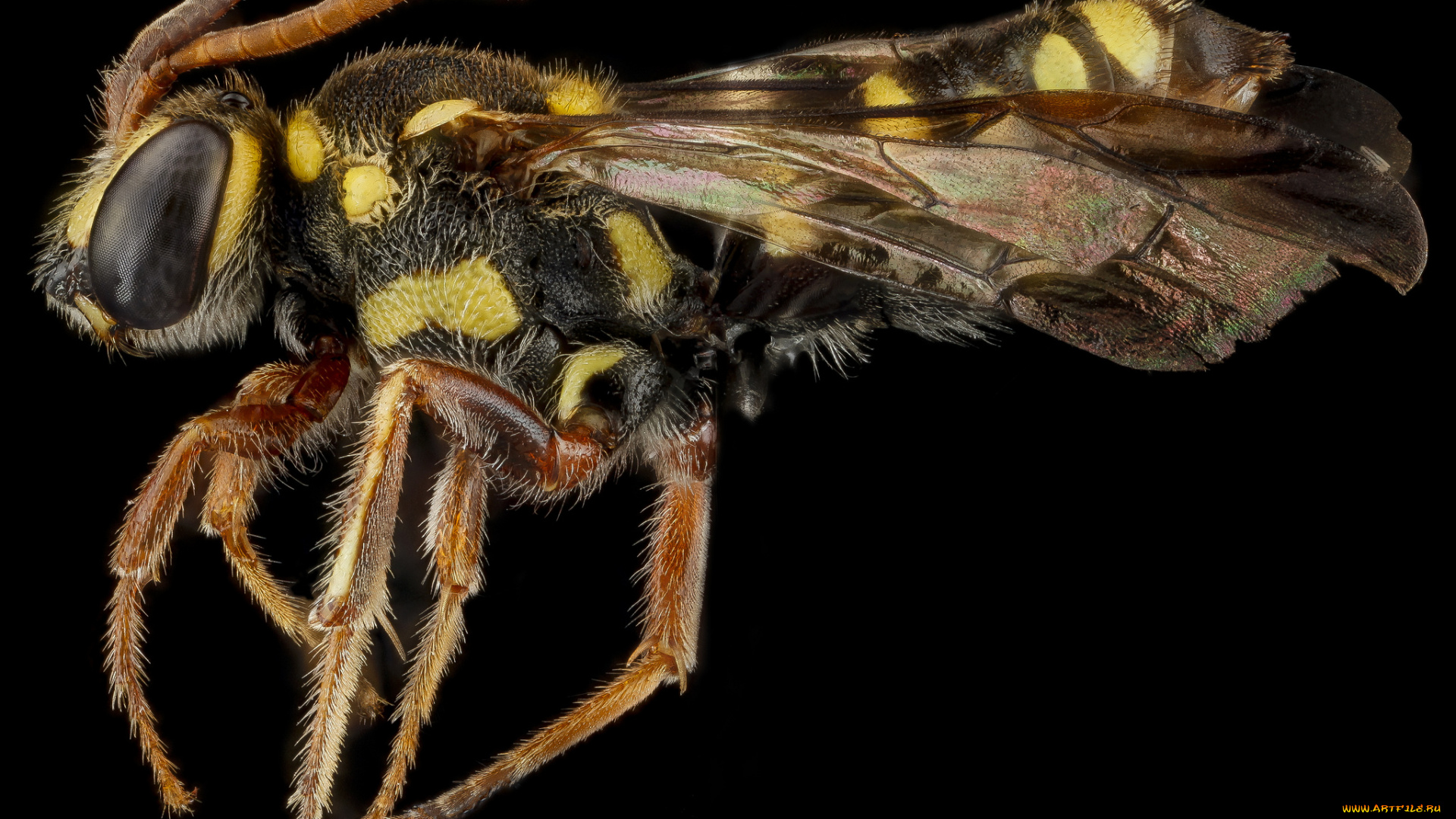 животные, насекомые, макросъемка, насекомое