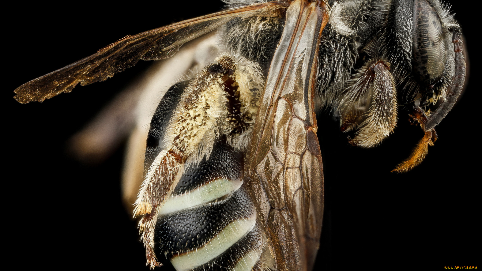 животные, насекомые, насекомое, макросъемка