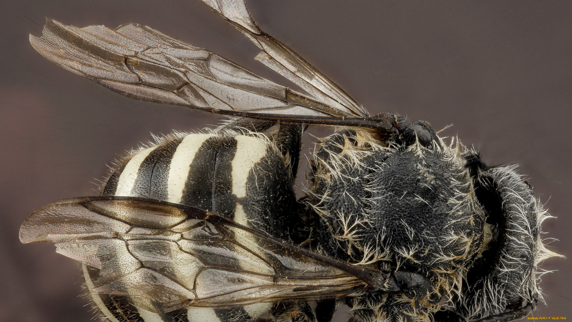 животные, насекомые, насекомое, макросъемка