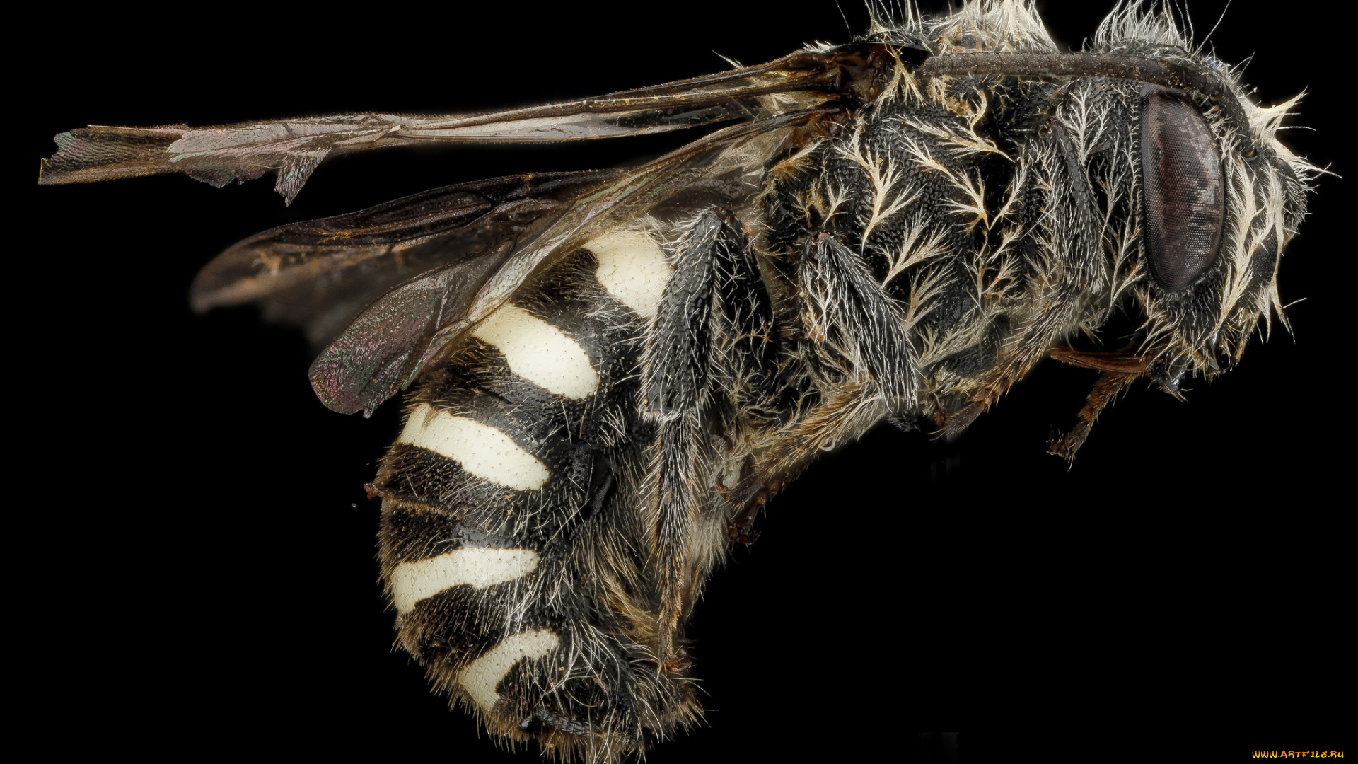 животные, насекомые, насекомое, макросъемка