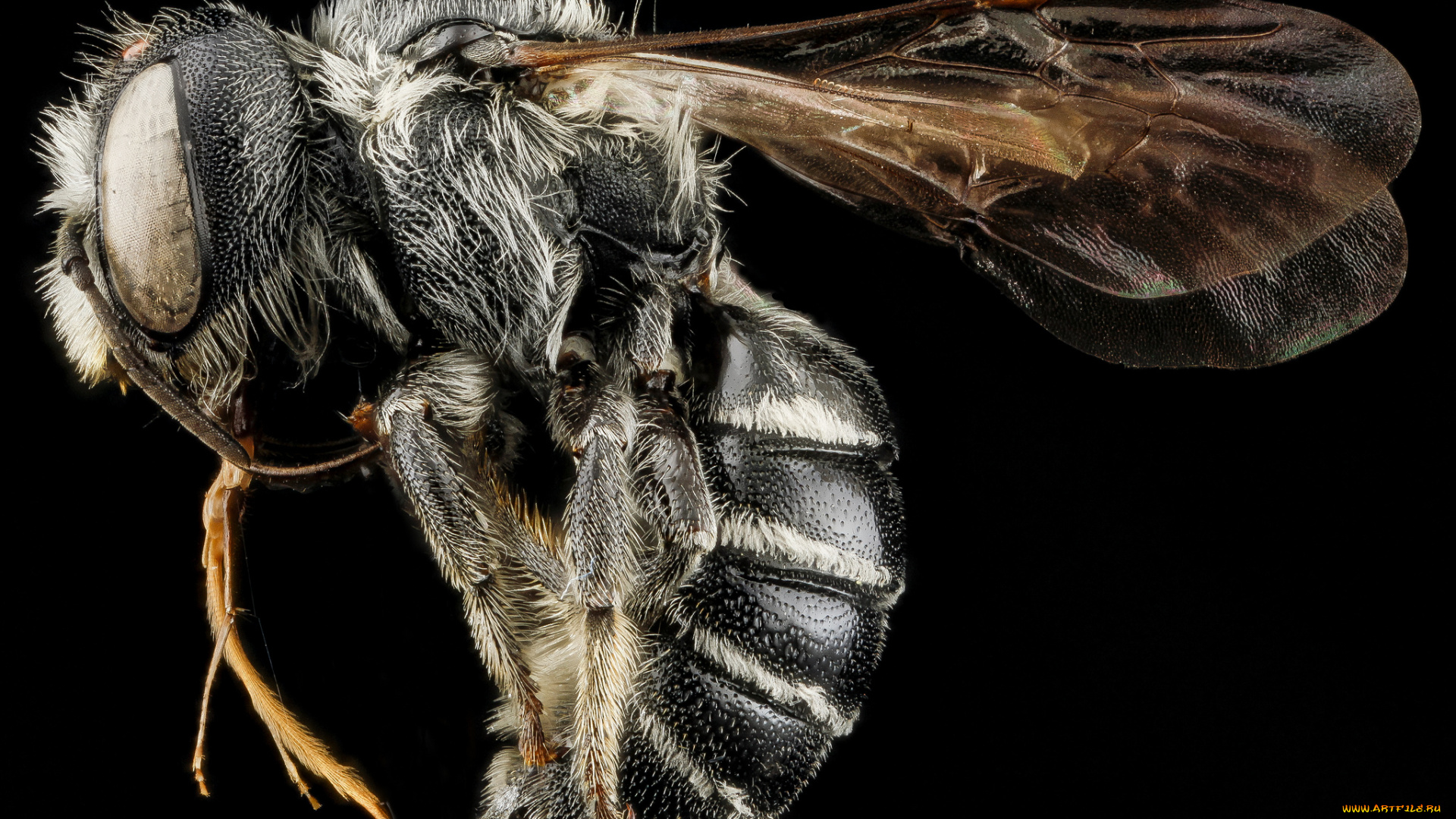 животные, насекомые, насекомое, макросъемка