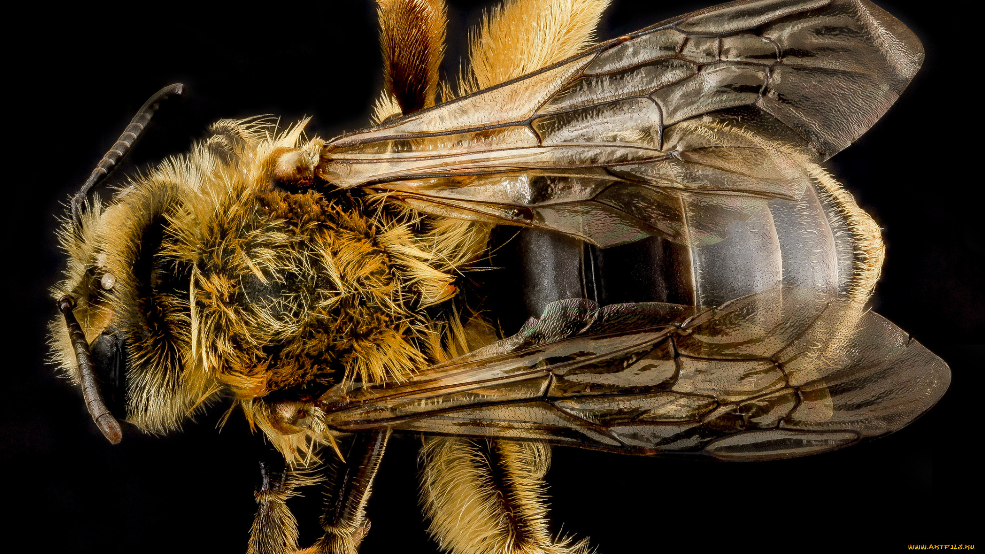 животные, насекомые, насекомое, макросъемка