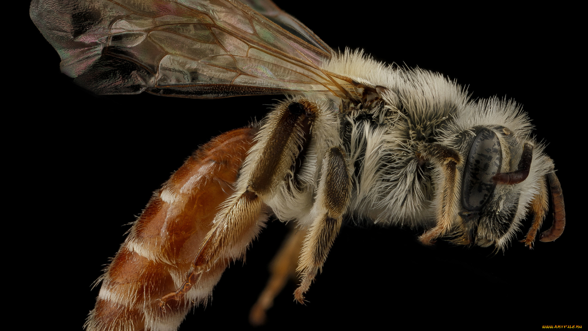 животные, насекомые, насекомое, макросъемка