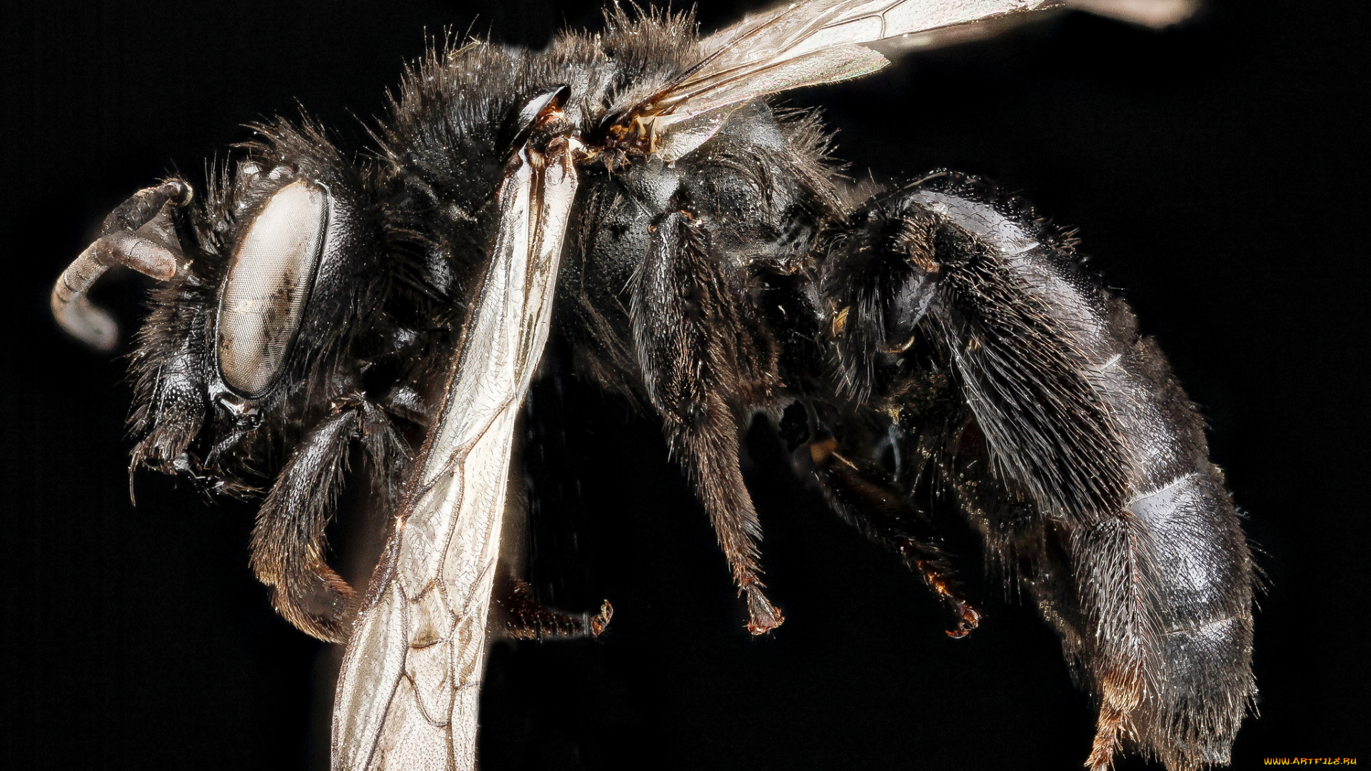 животные, насекомые, насекомое, макросъемка