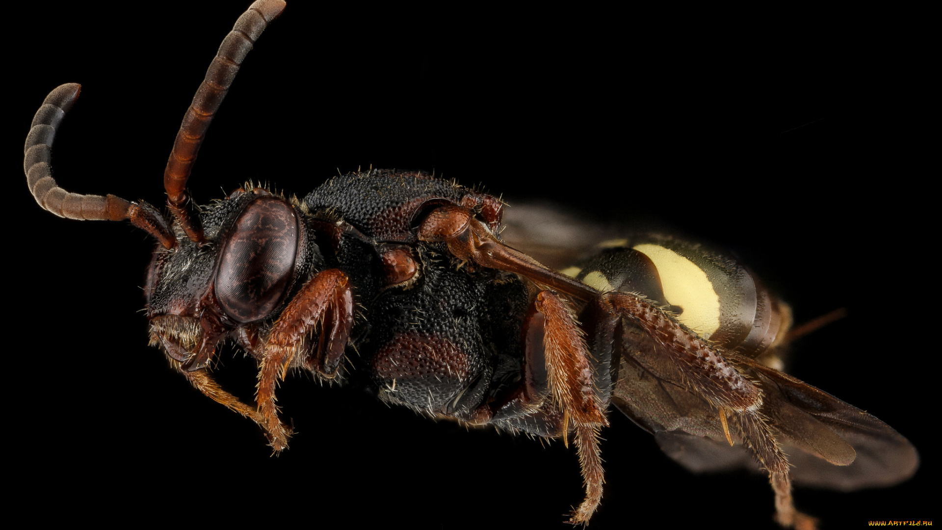 животные, насекомые, насекомое, макросъемка