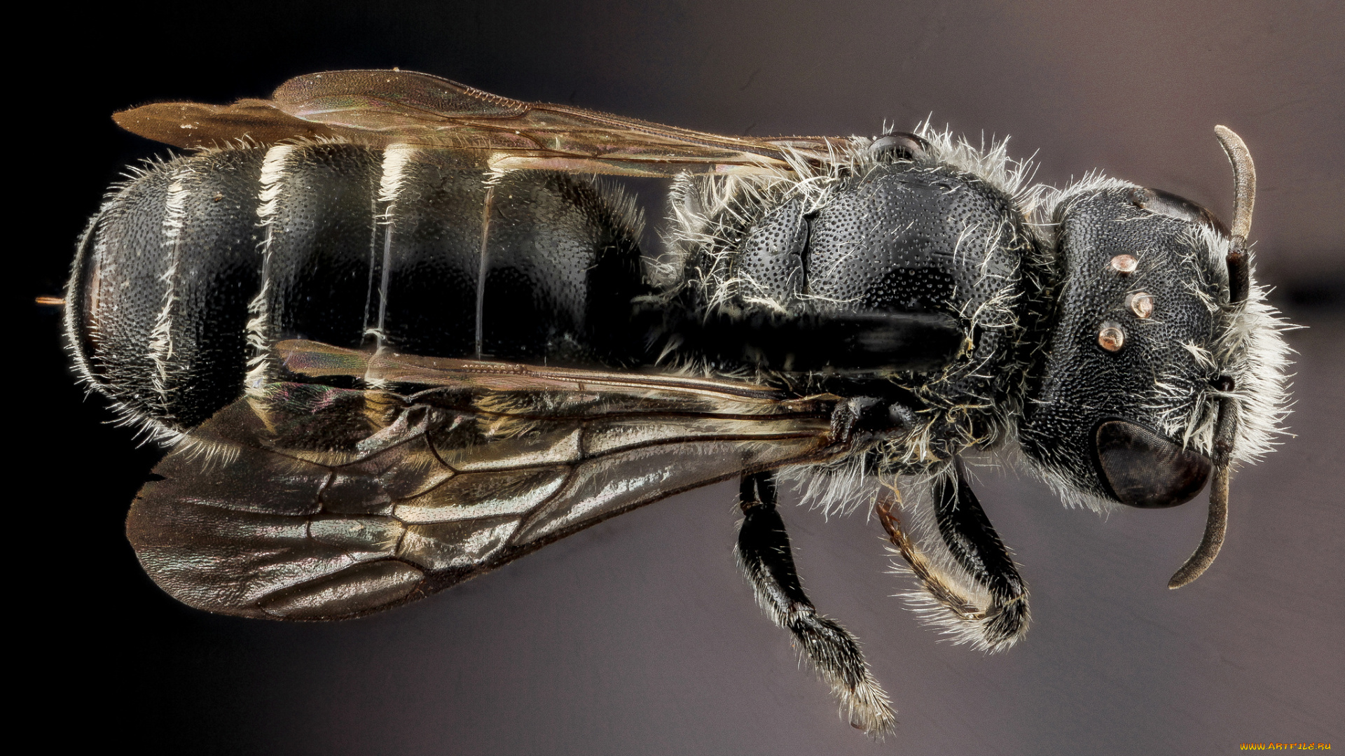 животные, насекомые, насекомое, макросъемка