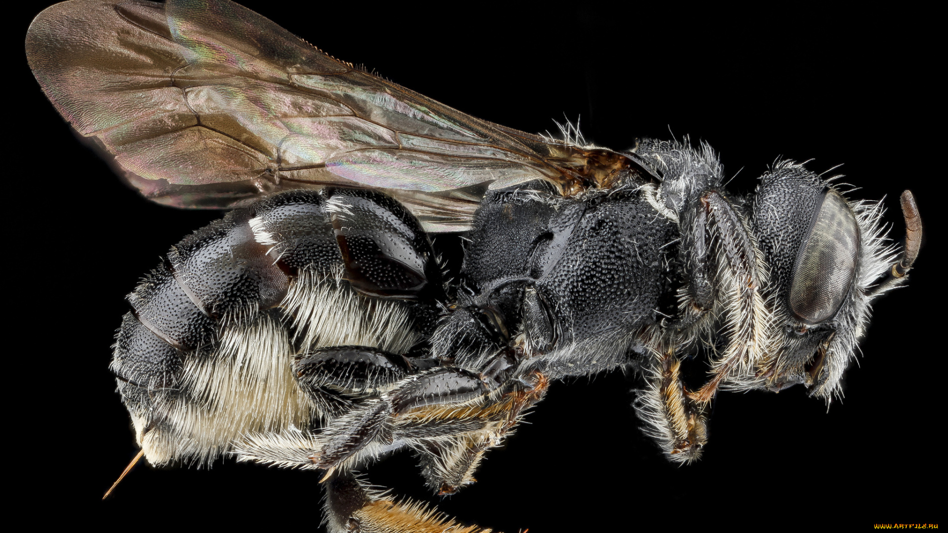 животные, насекомые, насекомое, макросъемка