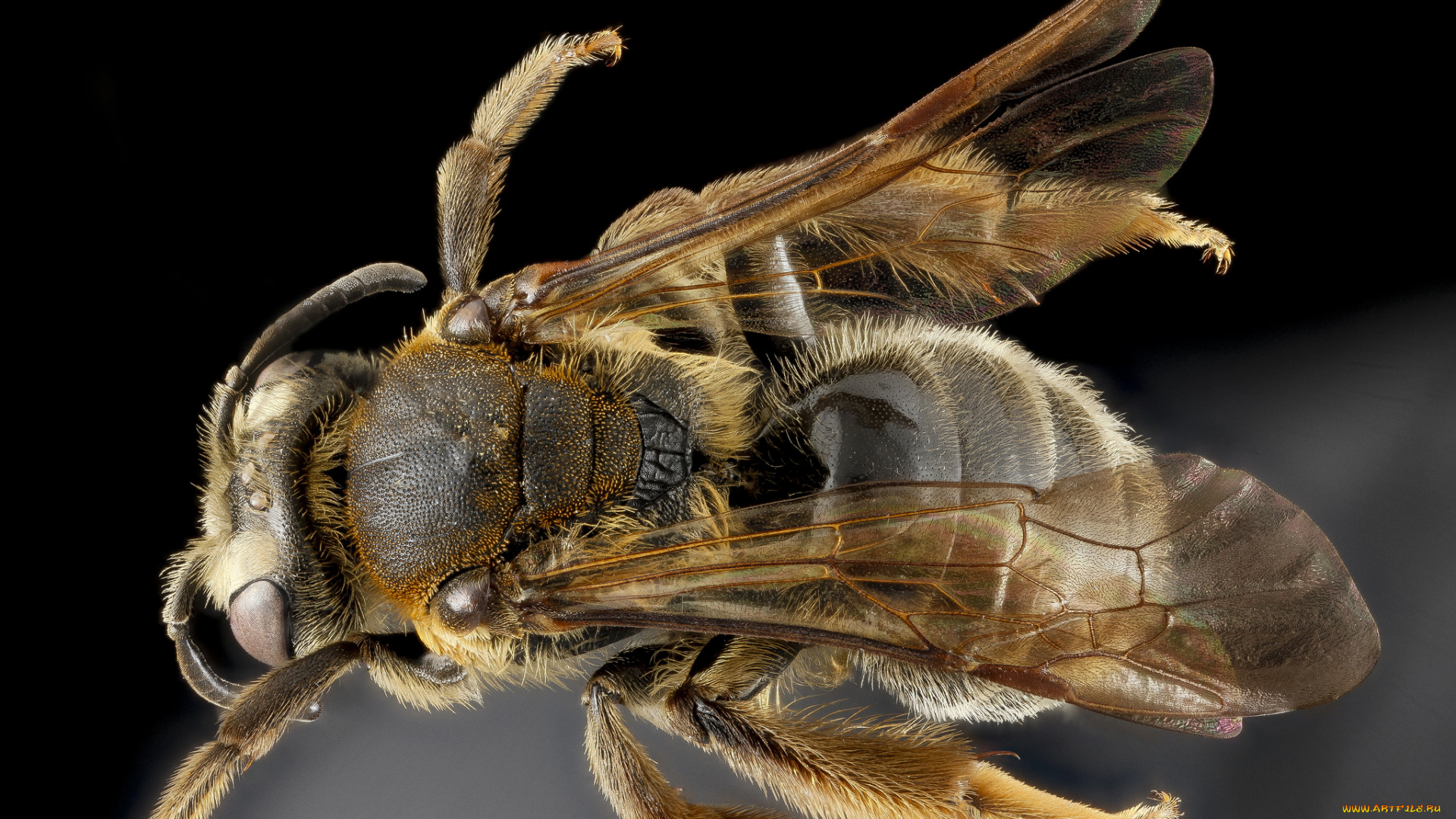 животные, насекомые, насекомое, макросъемка