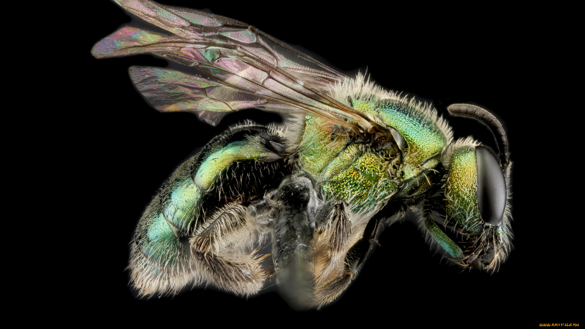 животные, насекомые, насекомое, макросъемка