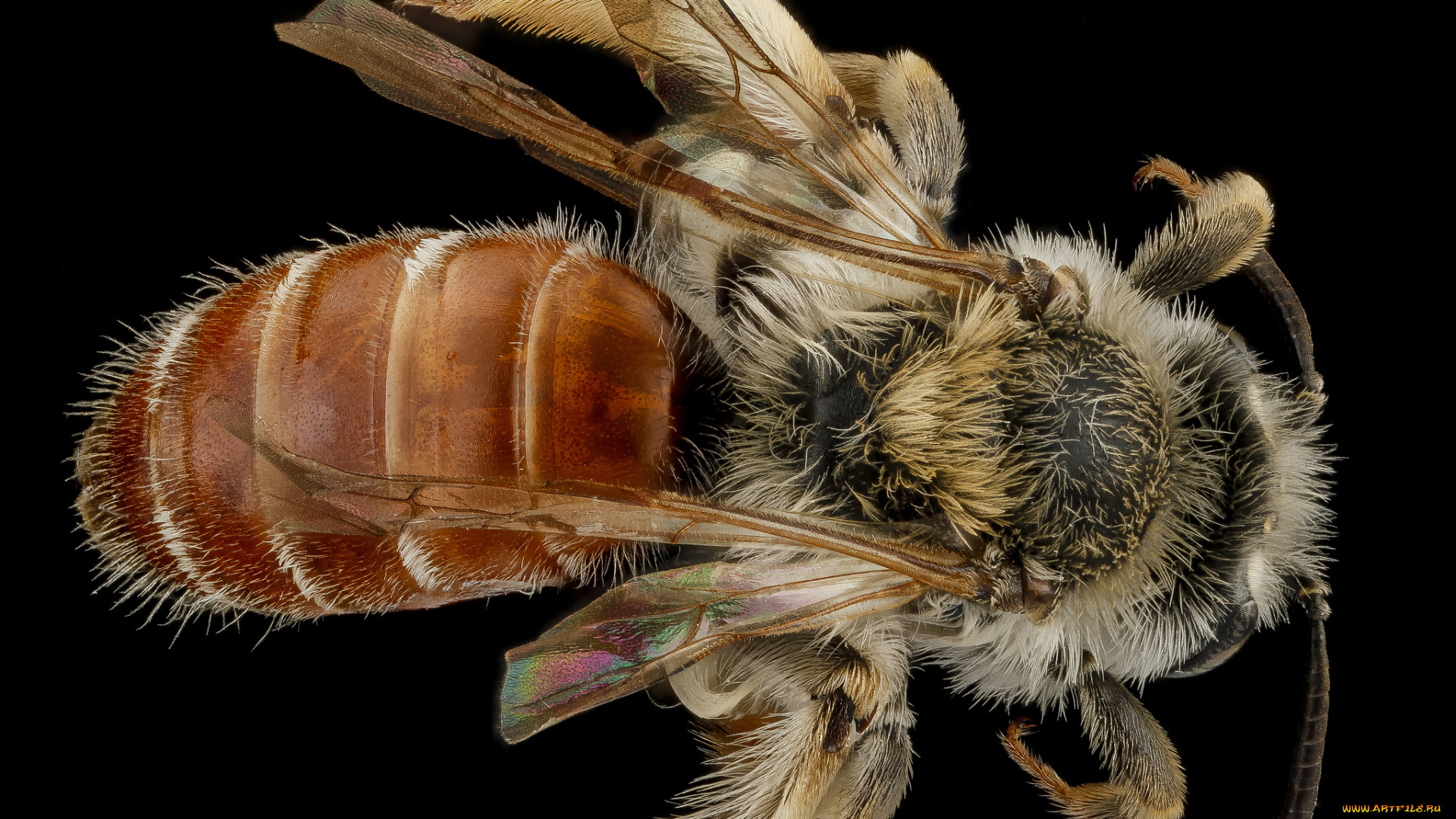 животные, насекомые, насекомое, макросъемка