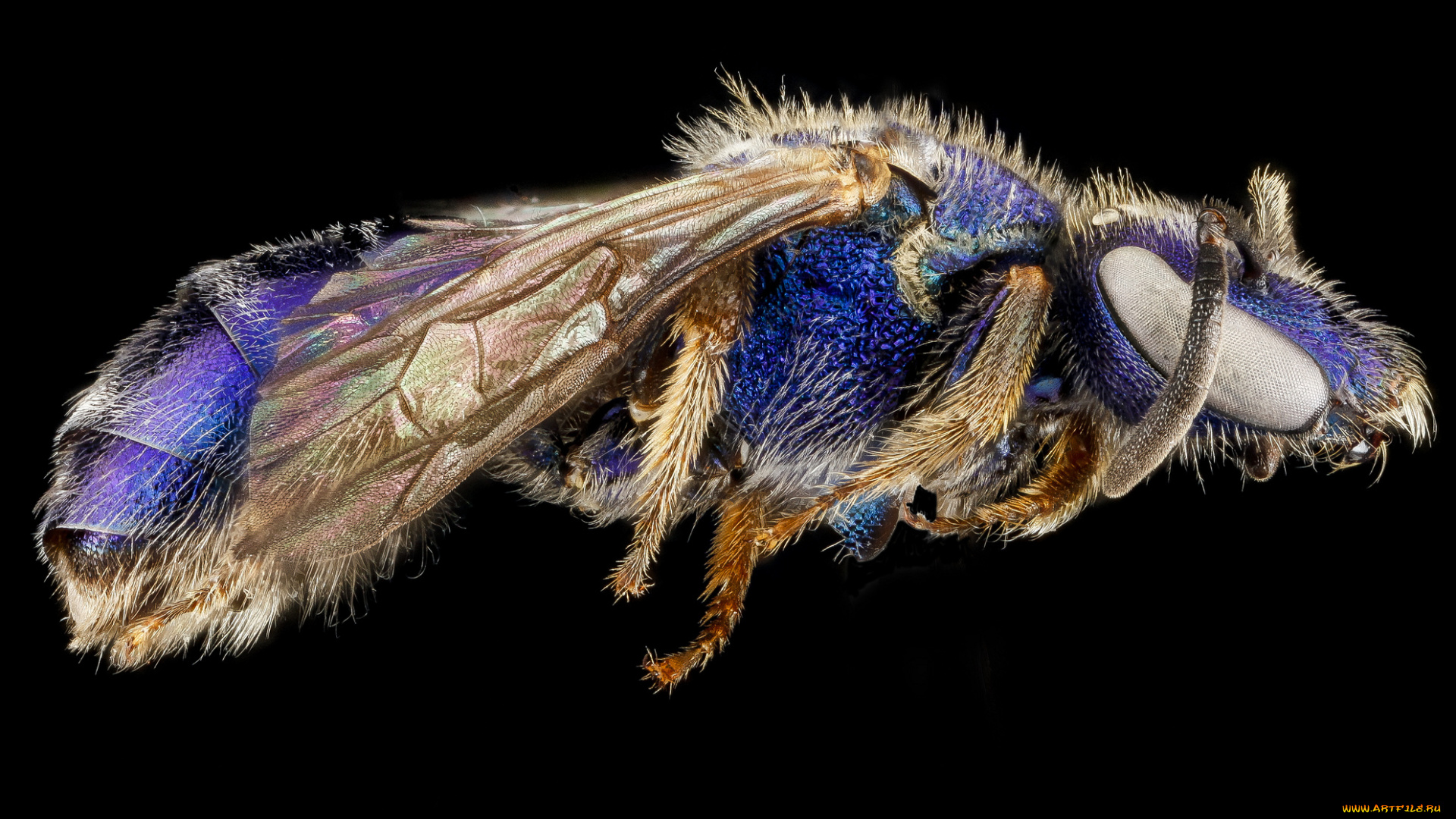 животные, насекомые, насекомое, макросъемка