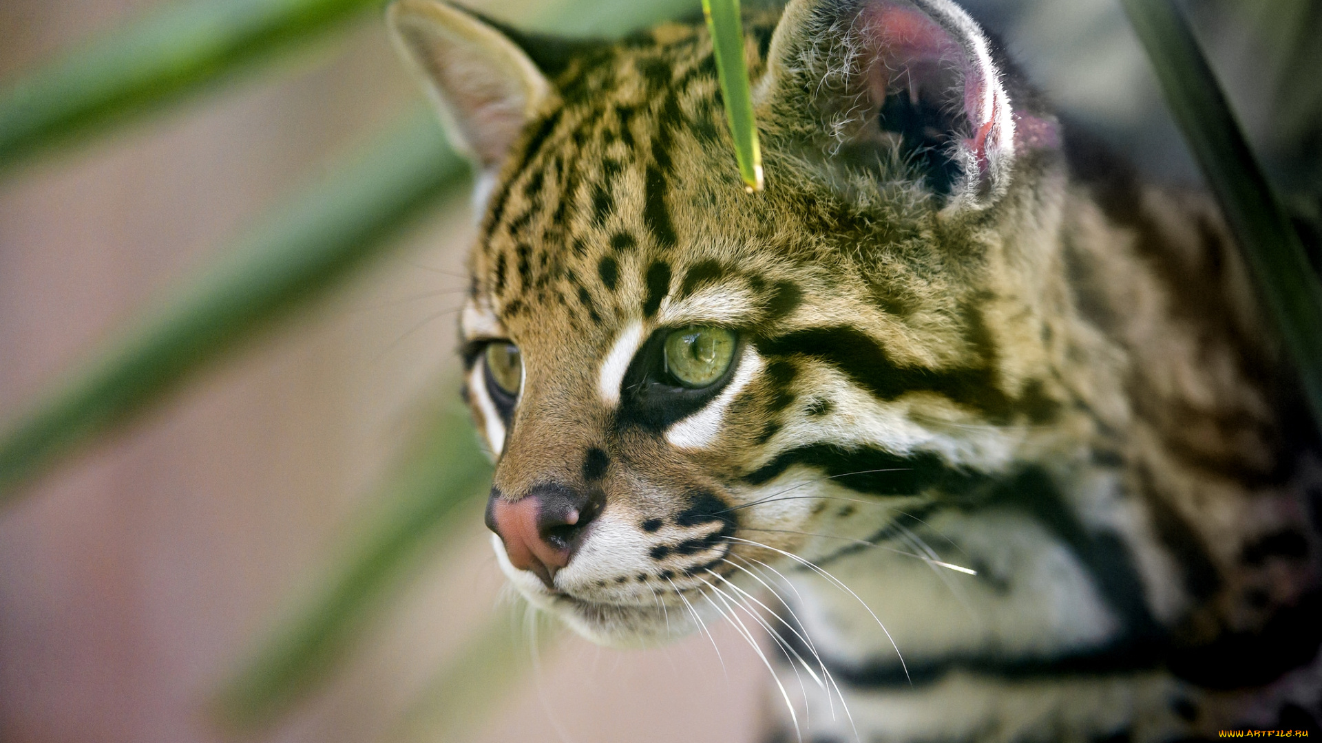 животные, оцелоты, кошка