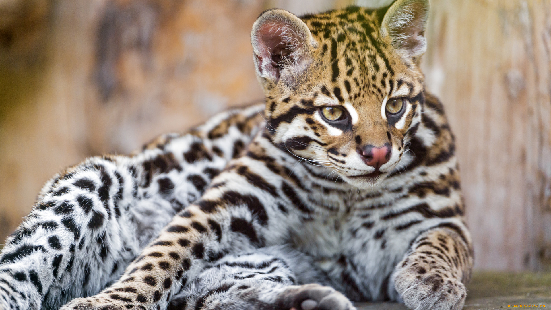 животные, оцелоты, кошка