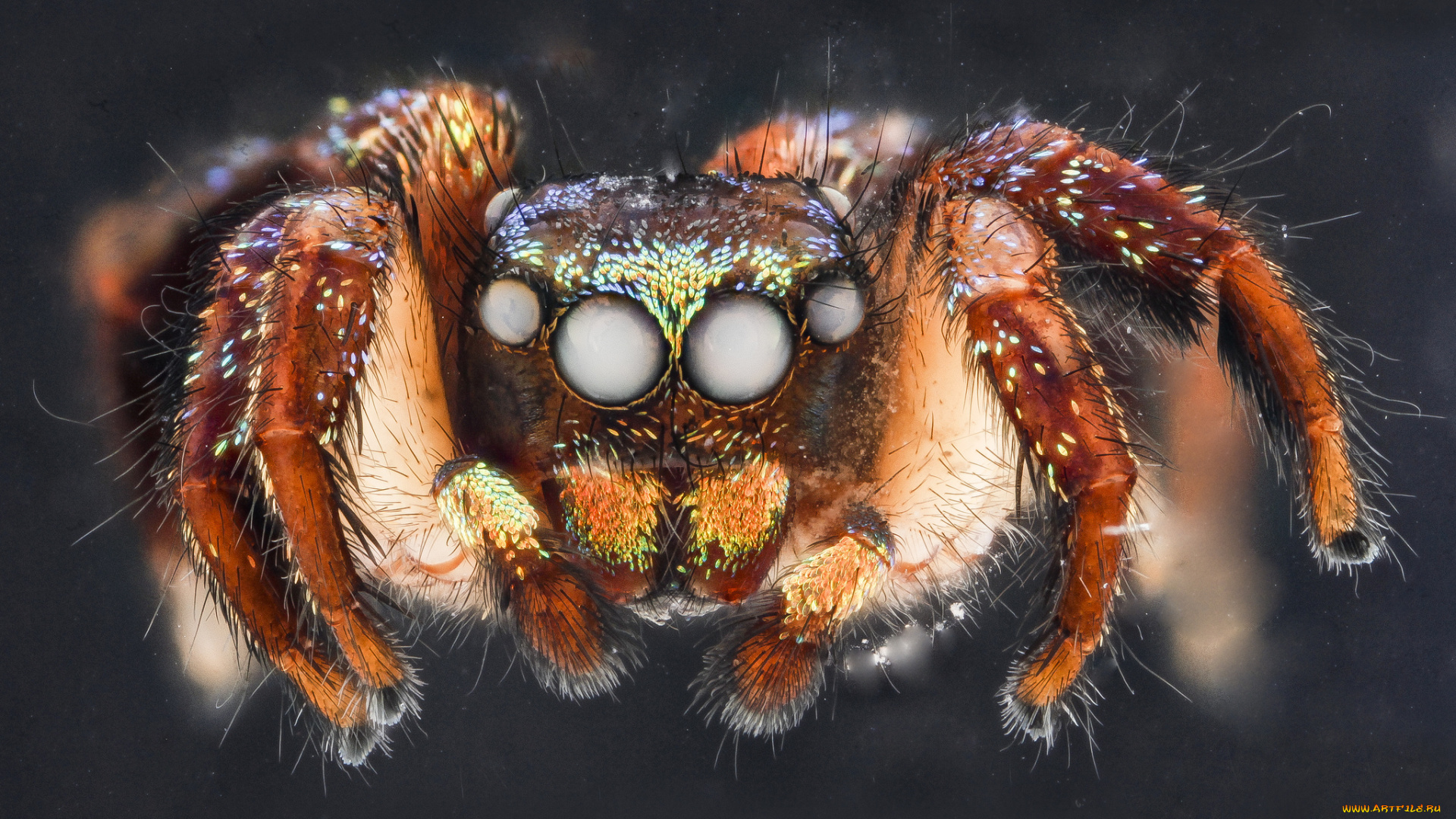 животные, пауки, насекомое, макросъемка