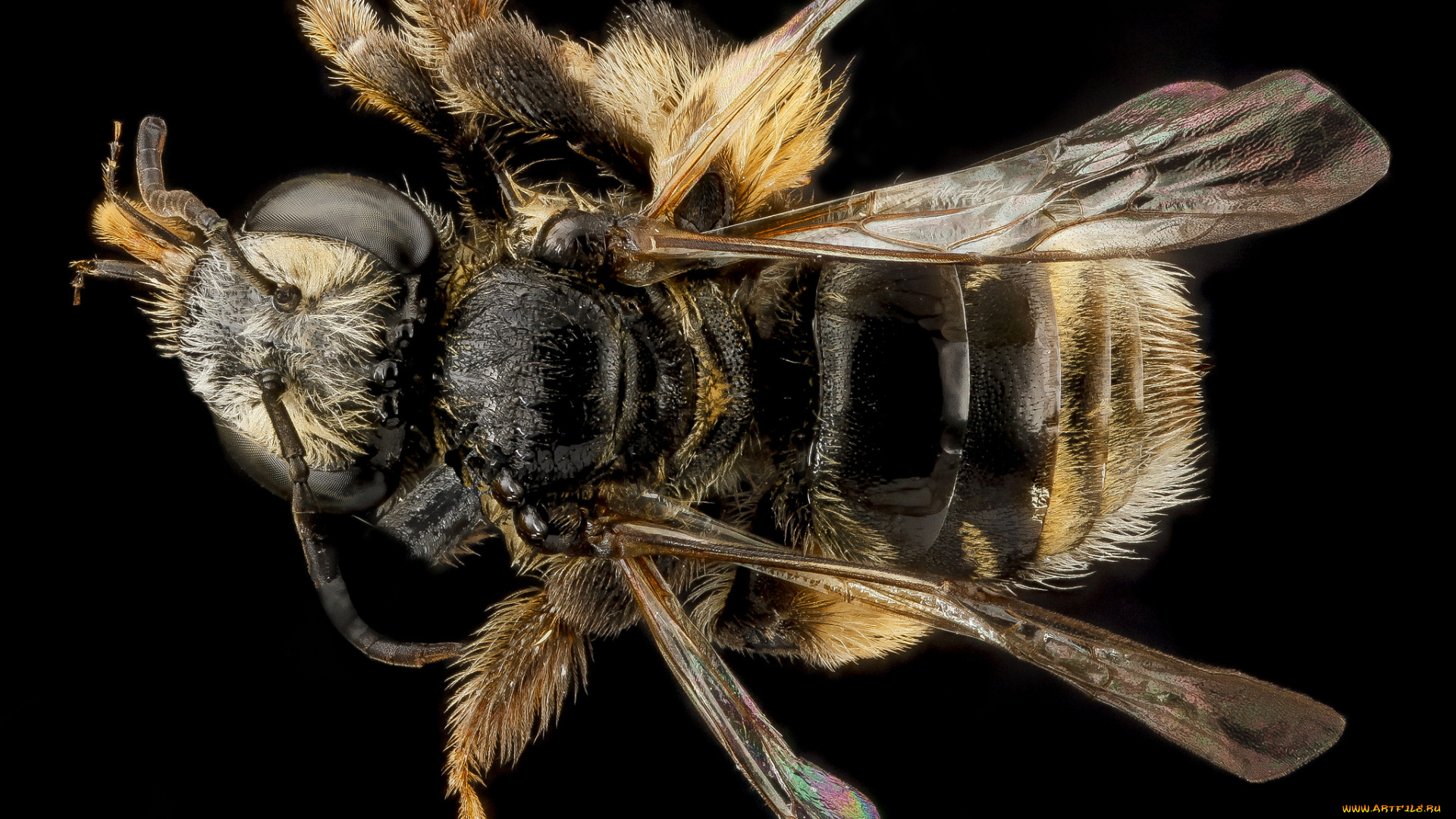 животные, пчелы, , осы, , шмели, макросъемка, насекомое