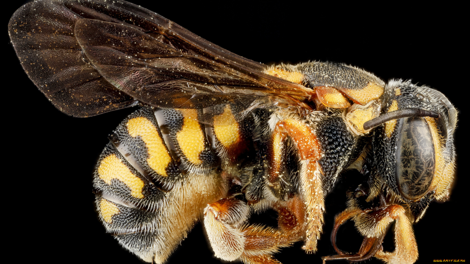 животные, пчелы, , осы, , шмели, макросъемка, насекомое