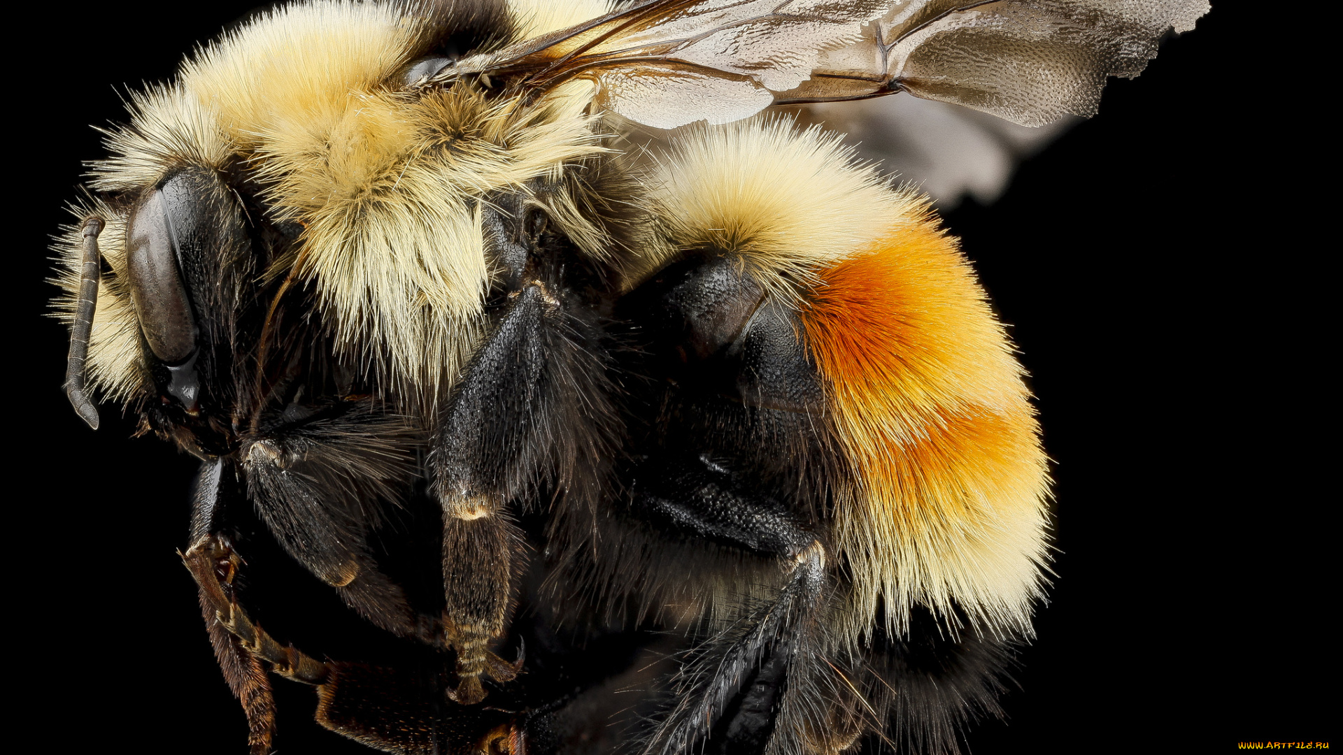 животные, пчелы, , осы, , шмели, макросъемка, насекомое