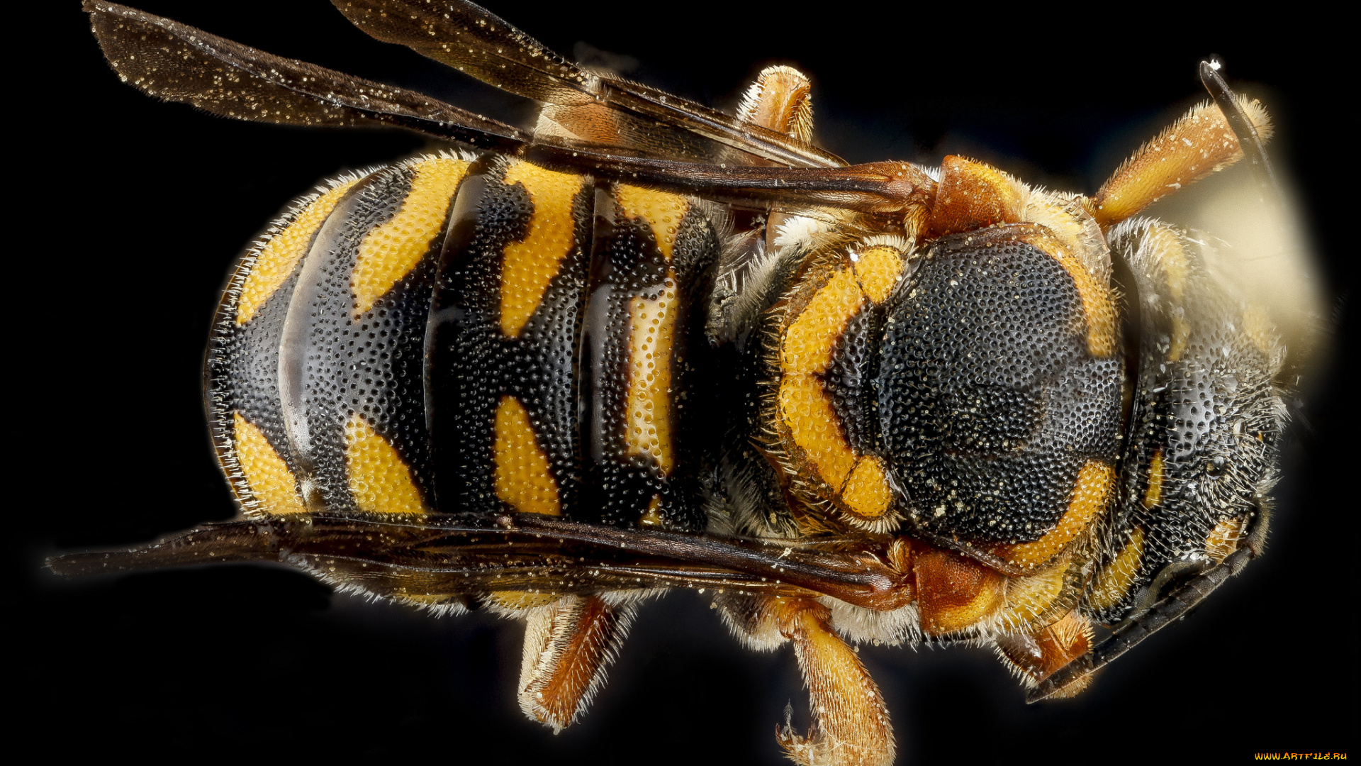 животные, пчелы, , осы, , шмели, макросъемка, насекомое