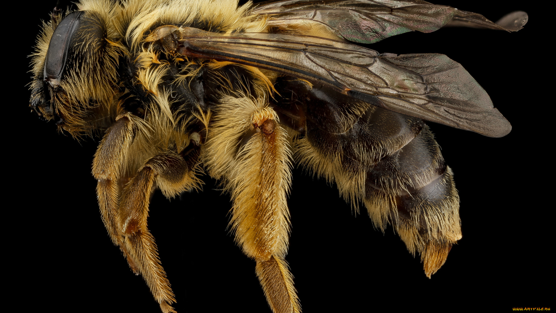 животные, пчелы, , осы, , шмели, насекомое, макросъемка