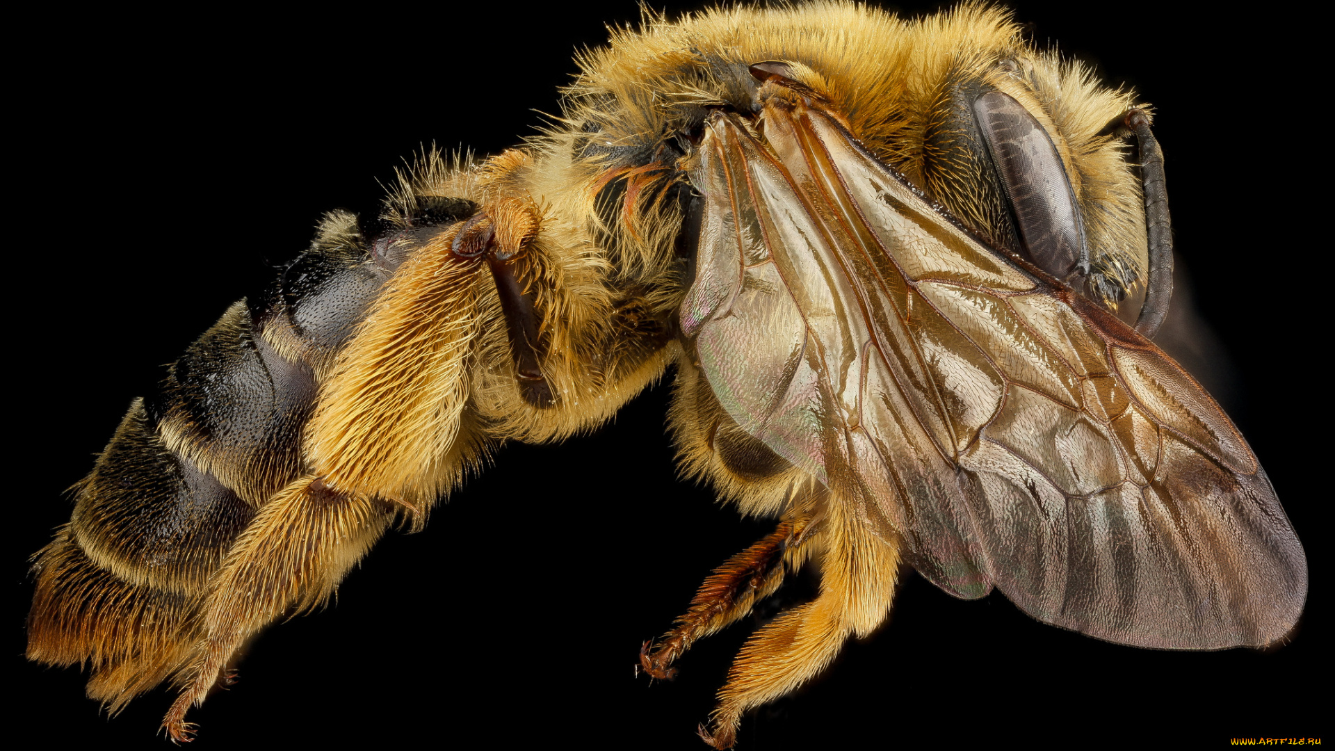 животные, пчелы, , осы, , шмели, насекомое, макросъемка