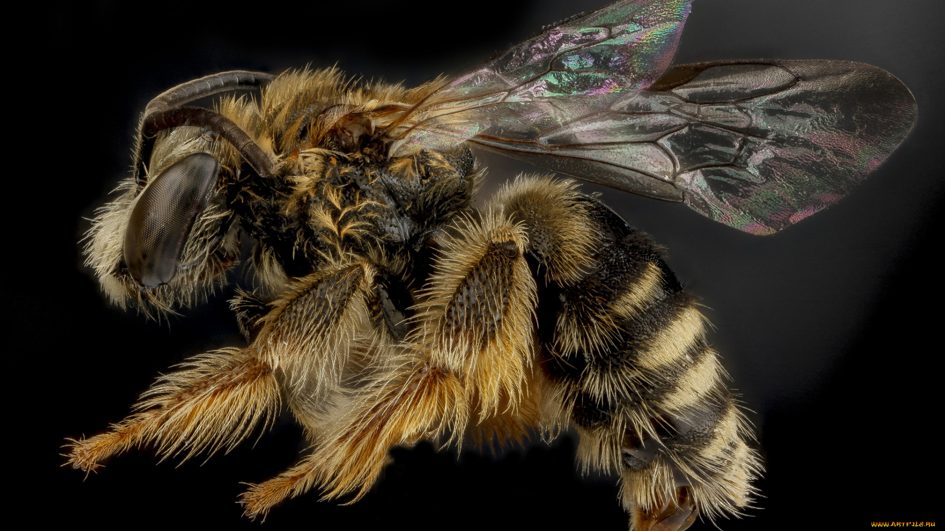 животные, пчелы, , осы, , шмели, насекомое, макросъемка