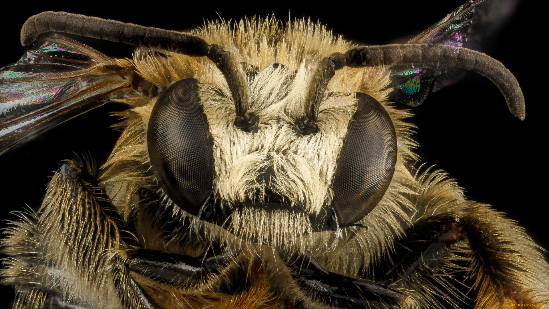 животные, пчелы, , осы, , шмели, насекомое, макросъемка